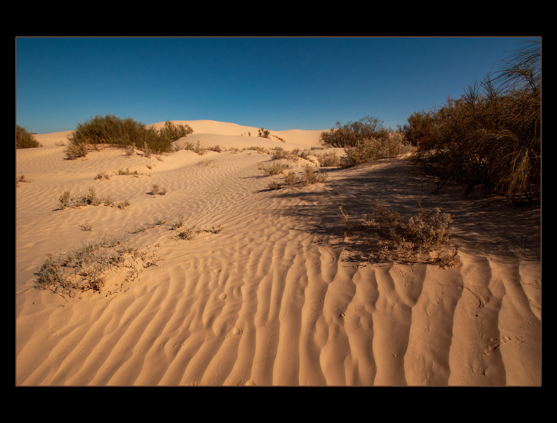 2022 11 24 Sahara F117d