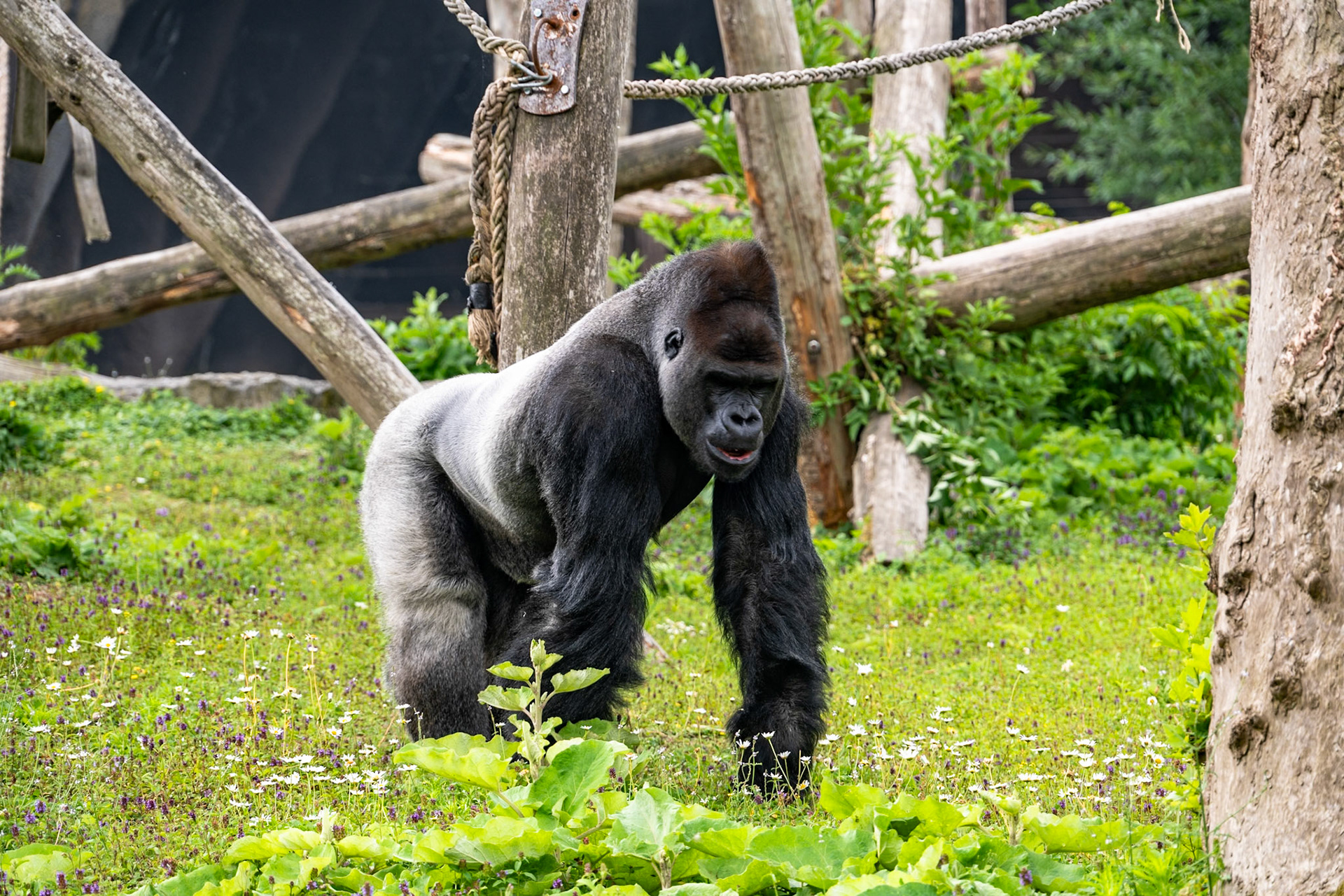 Zilverrug gorilla