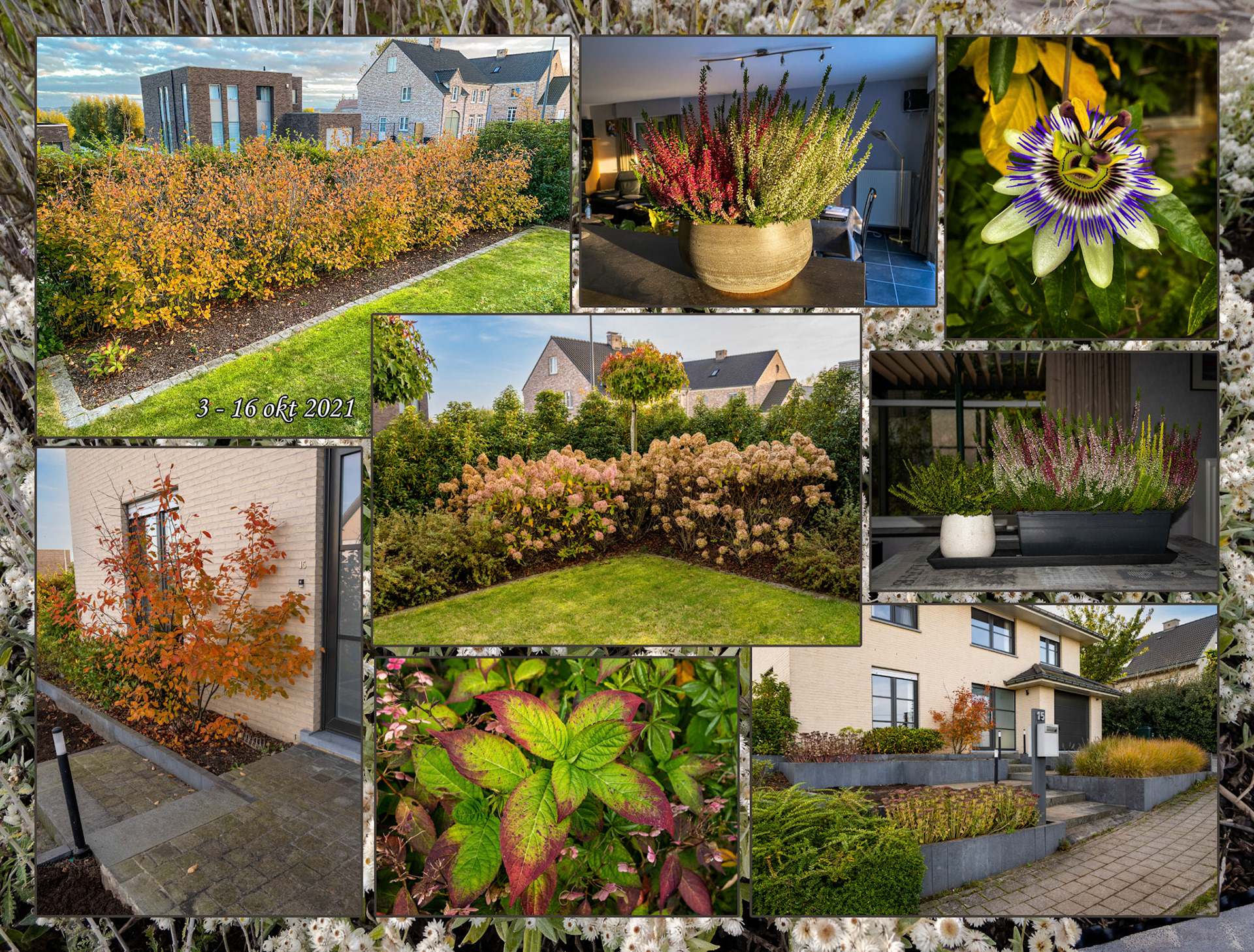 2021 10 16 Grijsloke F09b tuin