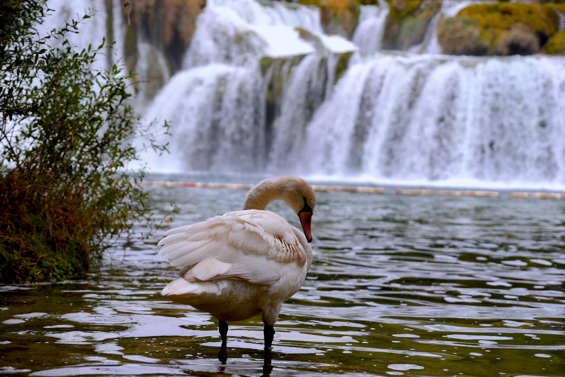 #4 Croatian Swan, 2016, Photo captures a single swan standing in the waters of KrKa National Park, Croatia.