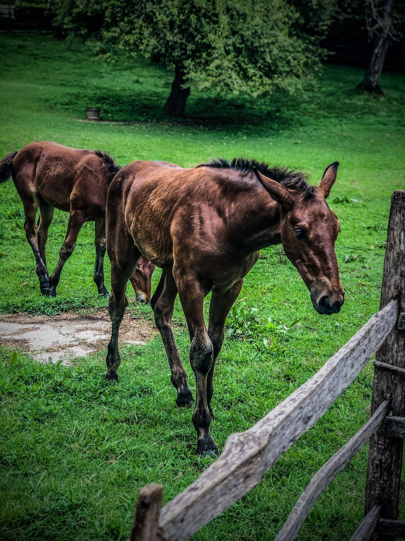 #16 Horses of Williamsburg, 2019, Photo captures horses in Colonial Williamsburg, VA in high contrast to separate them from the background.