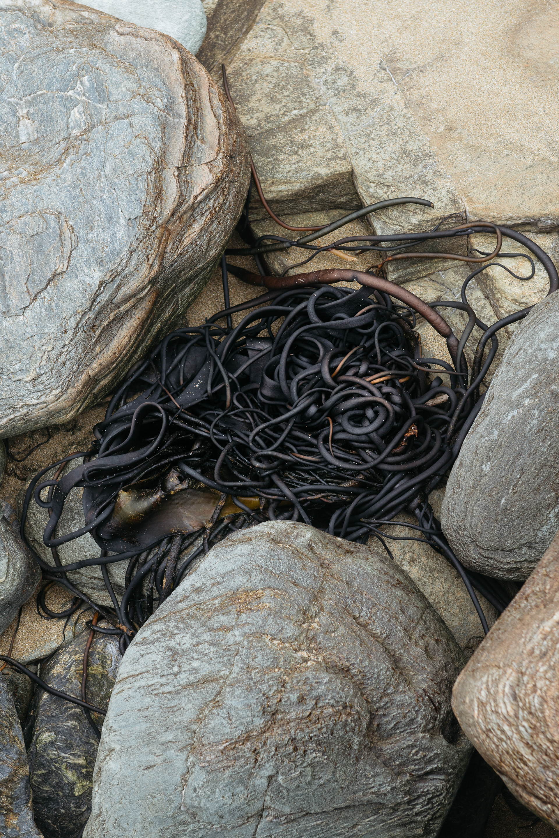 Съедобные морские водоросли "Cochayoyu"