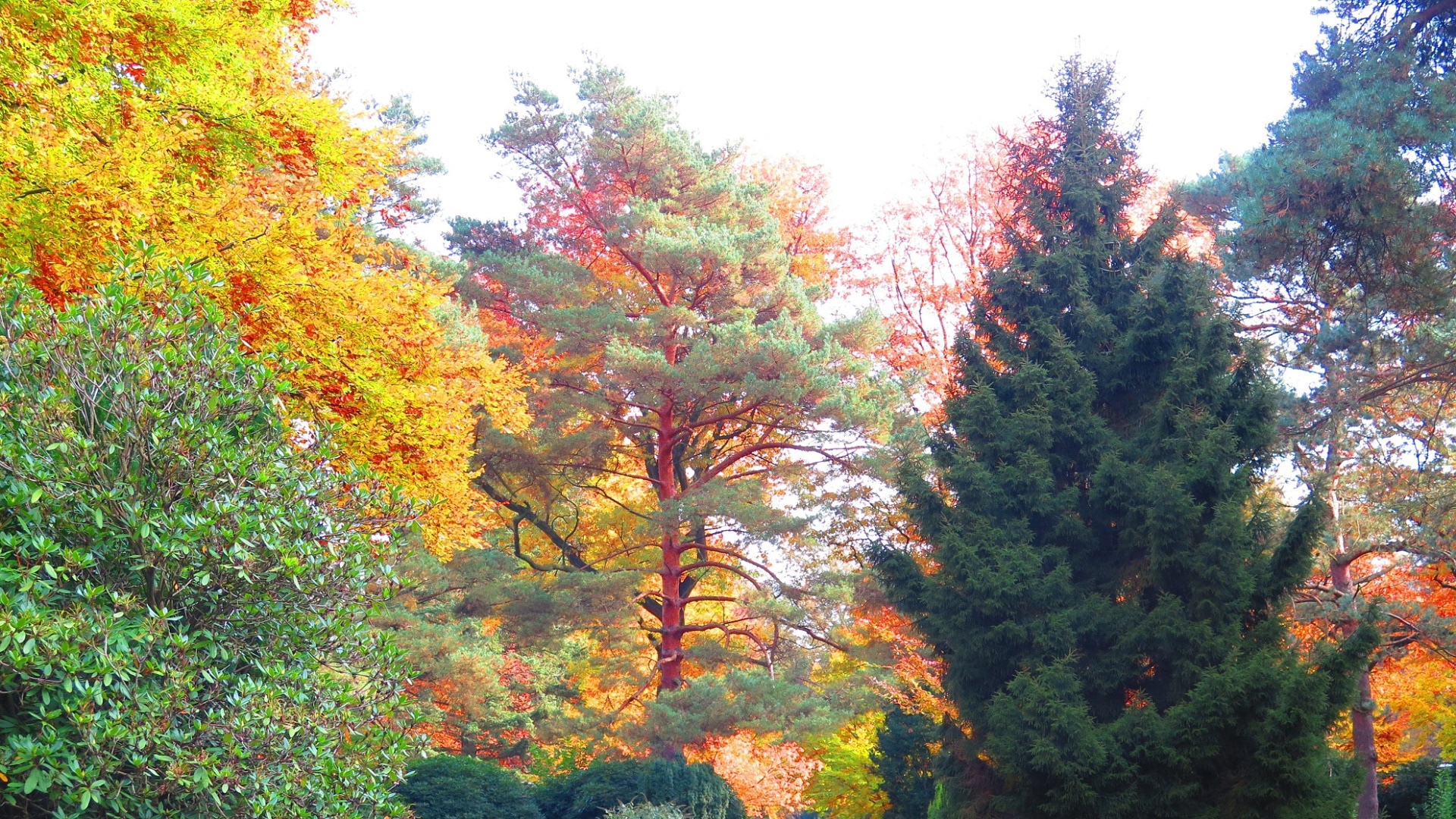 bäume mit leuchtenden herbstfarben in der jahreszeit herbst