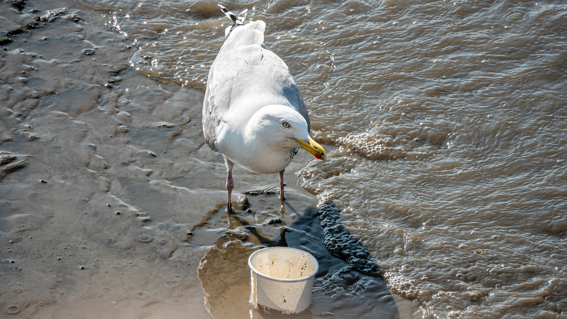 möwe im watt vor einem weggeworfenen eisbecher