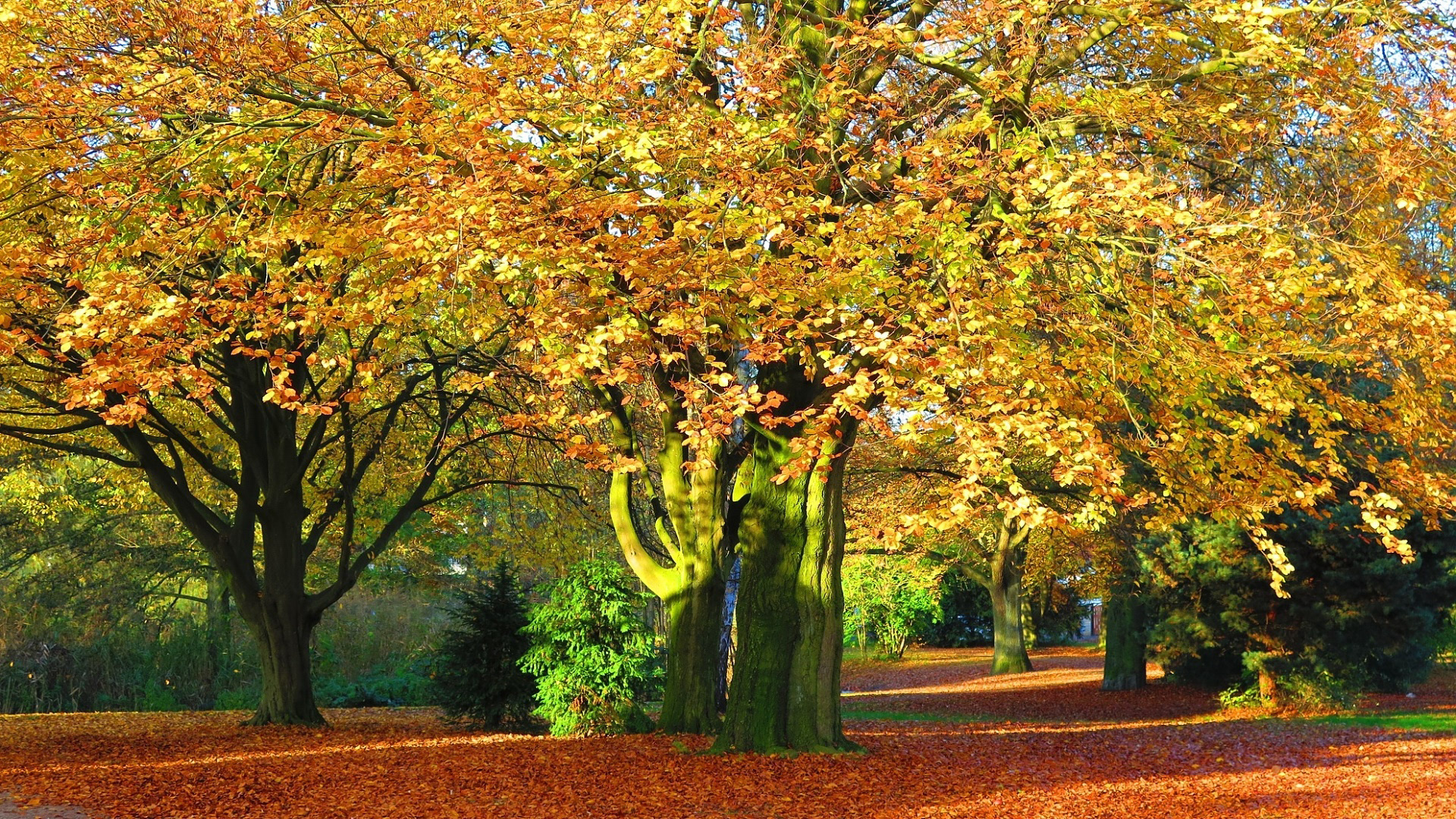bäume mit leuchtenden herbstfarben in der jahreszeit herbst
