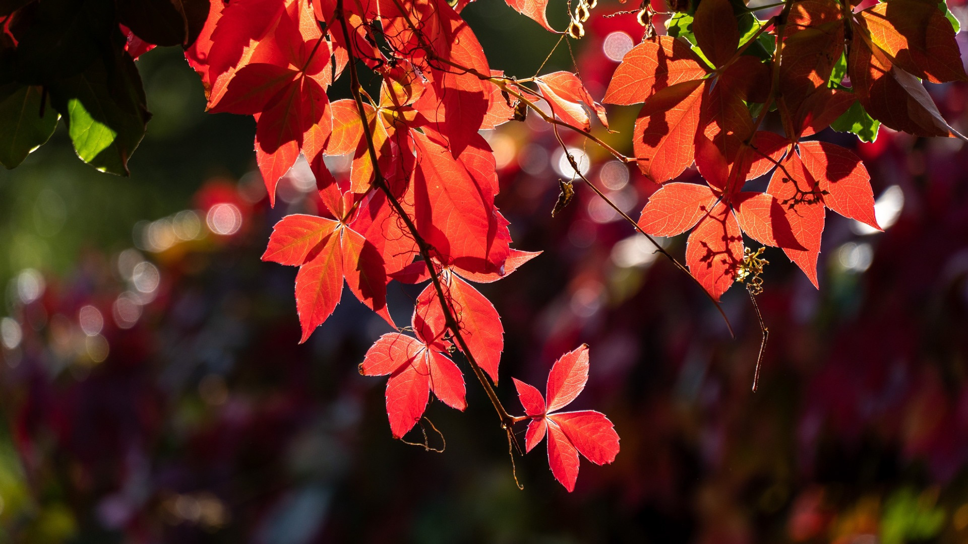 herabhängende blätter in herbstfarben in der jahreszeit herbst