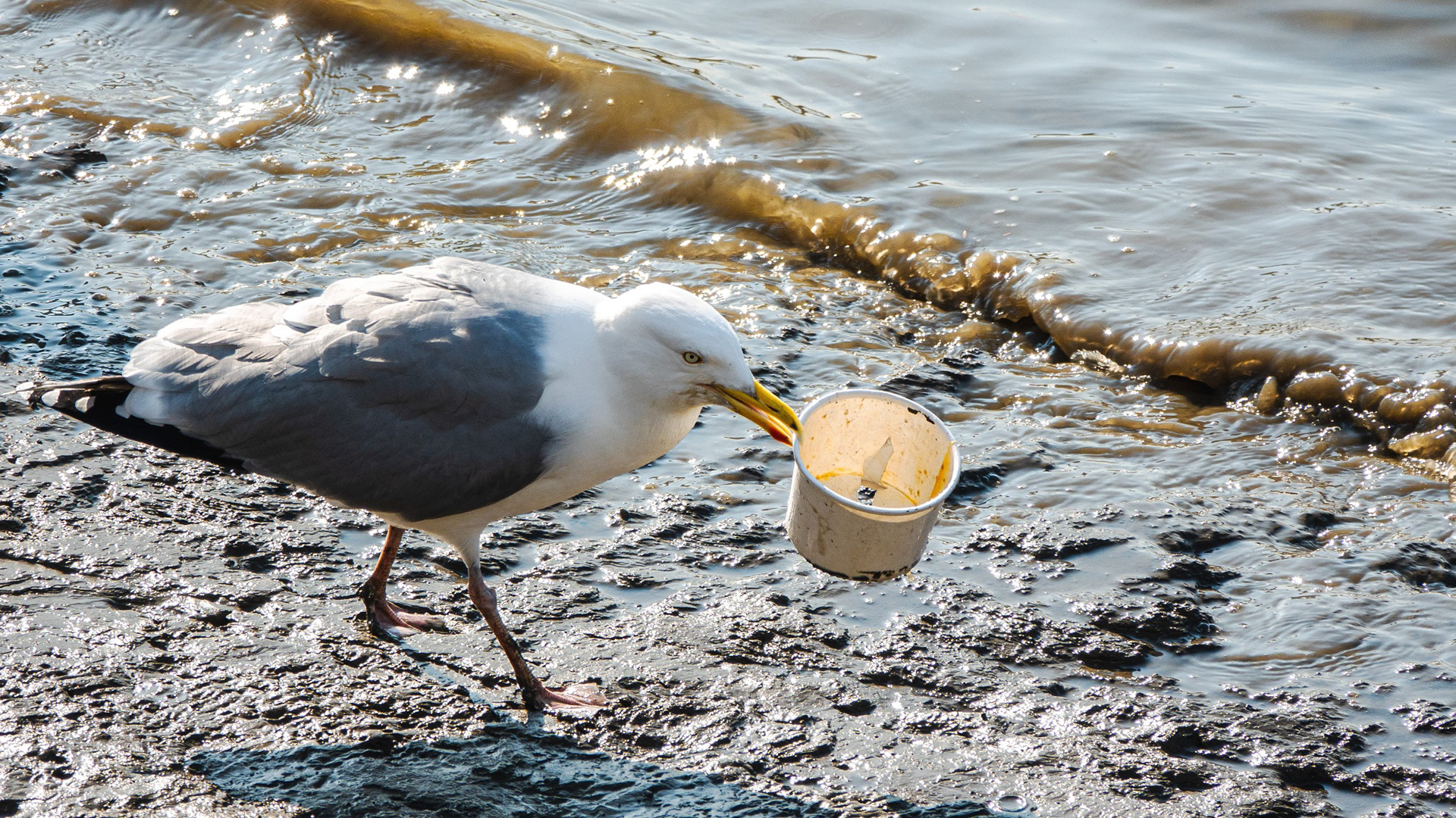 möwe im watt mit einem becher im schnabel
