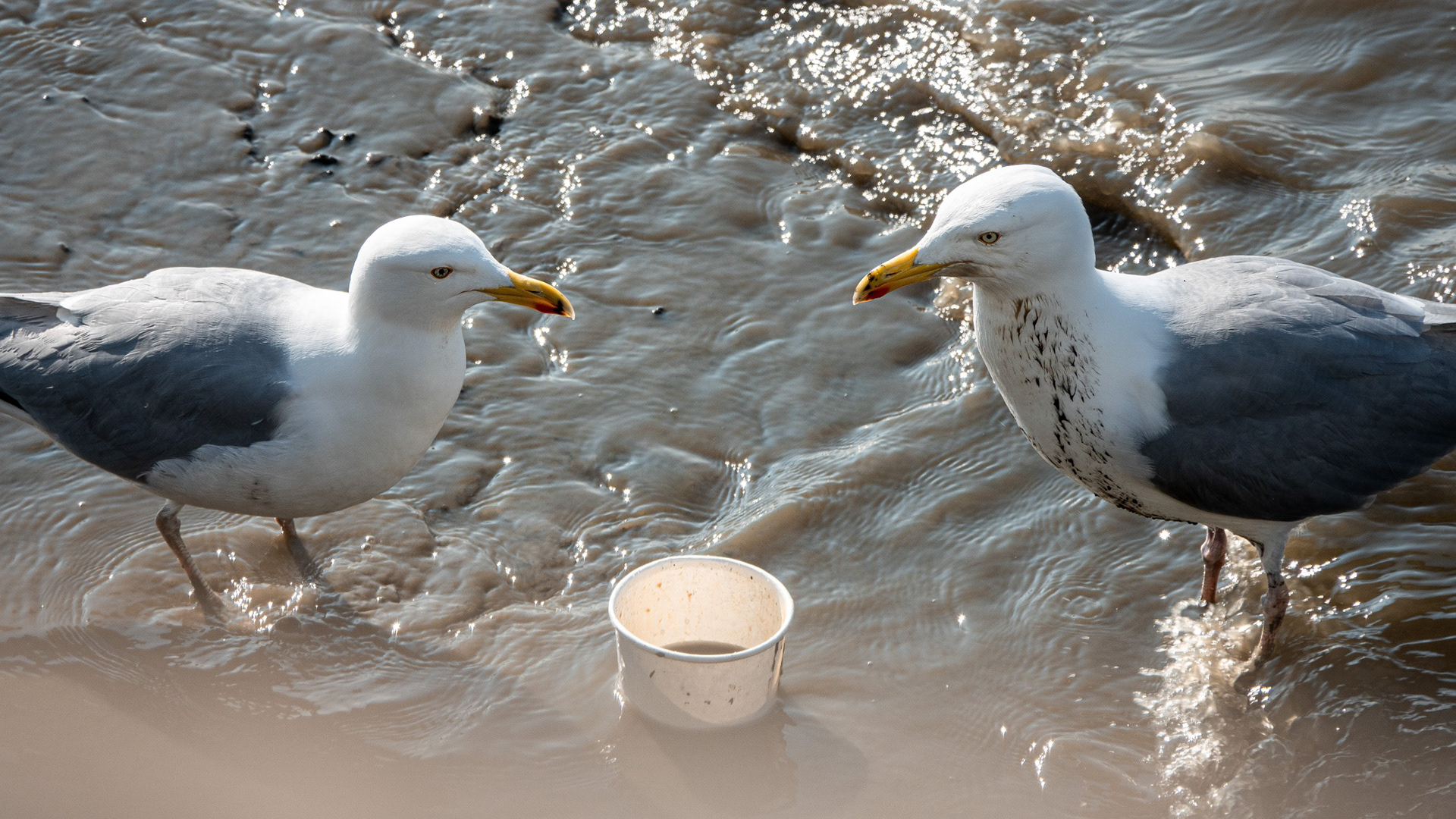 zwei möwen im watt vor einem weggeworfenen eisbecher