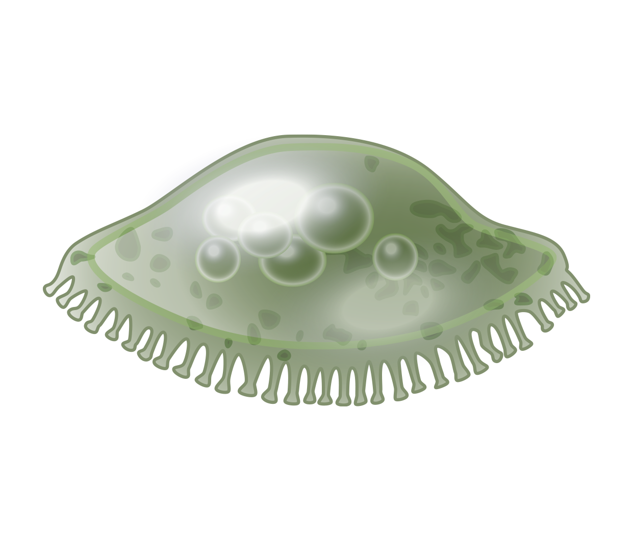 Osteoclast