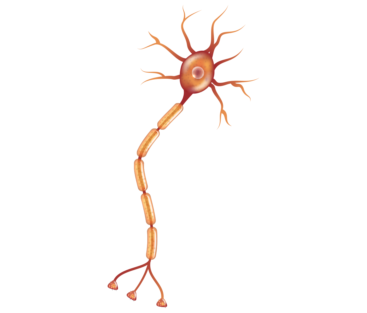 Nerve Cell