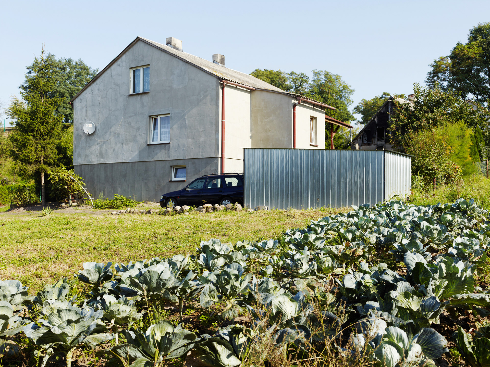 Chełmno nad Nerem, Poland 2014, Cabbage patch in residential garden near the former Chełmno extermination camp.