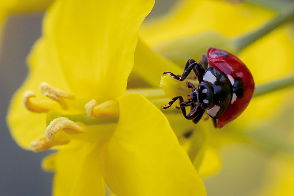 Ladybug