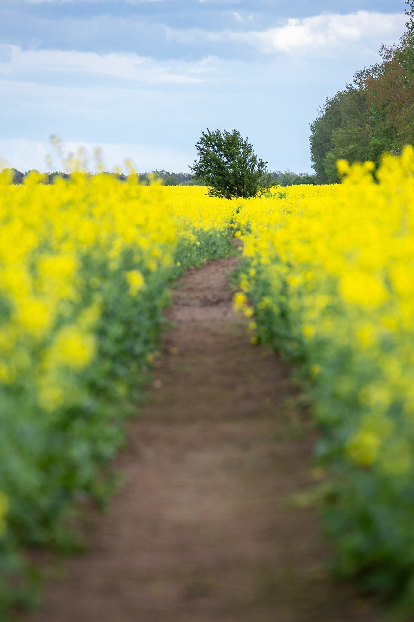 Rapeseed Path