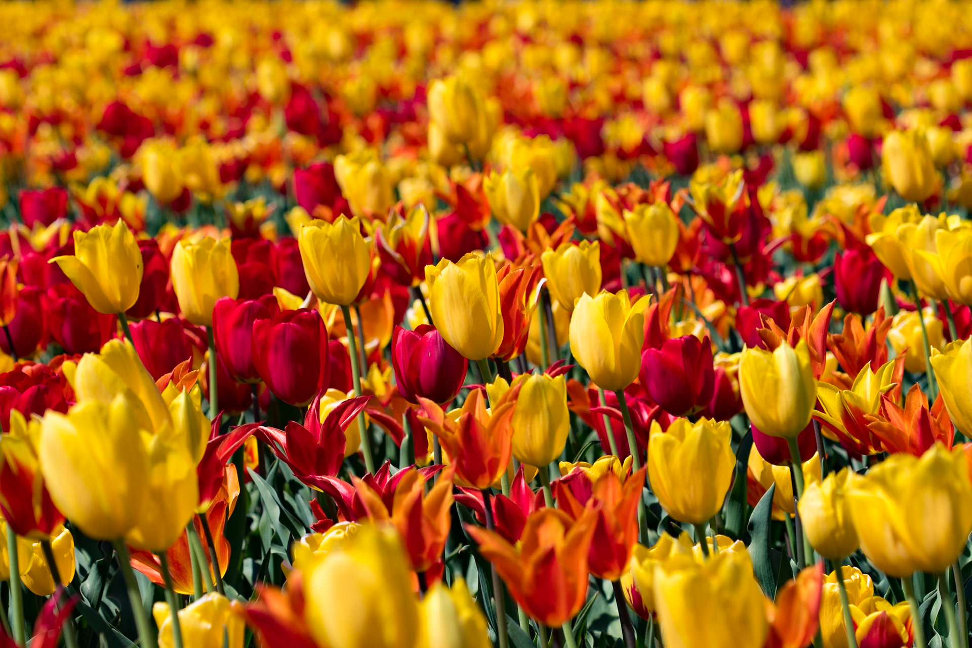 Tulips