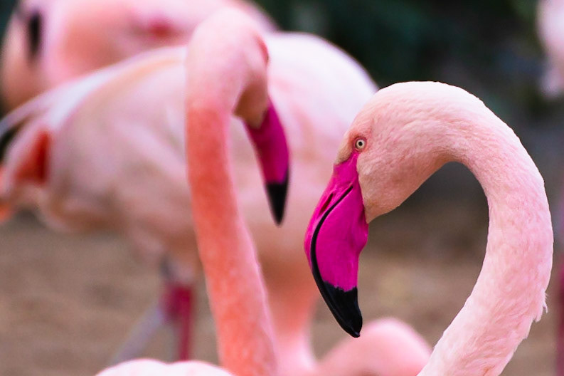 Flamingo