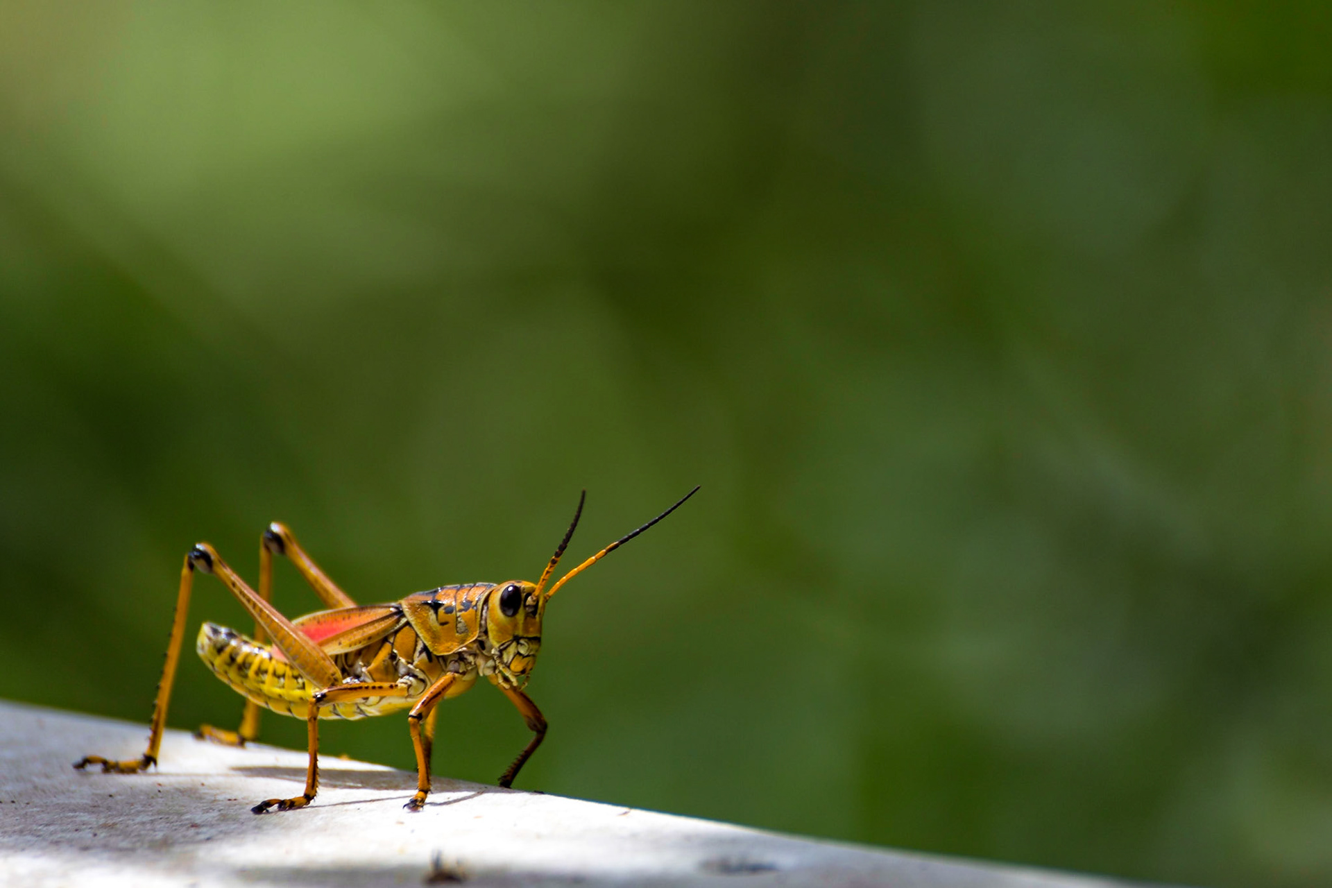 Romalea microptera