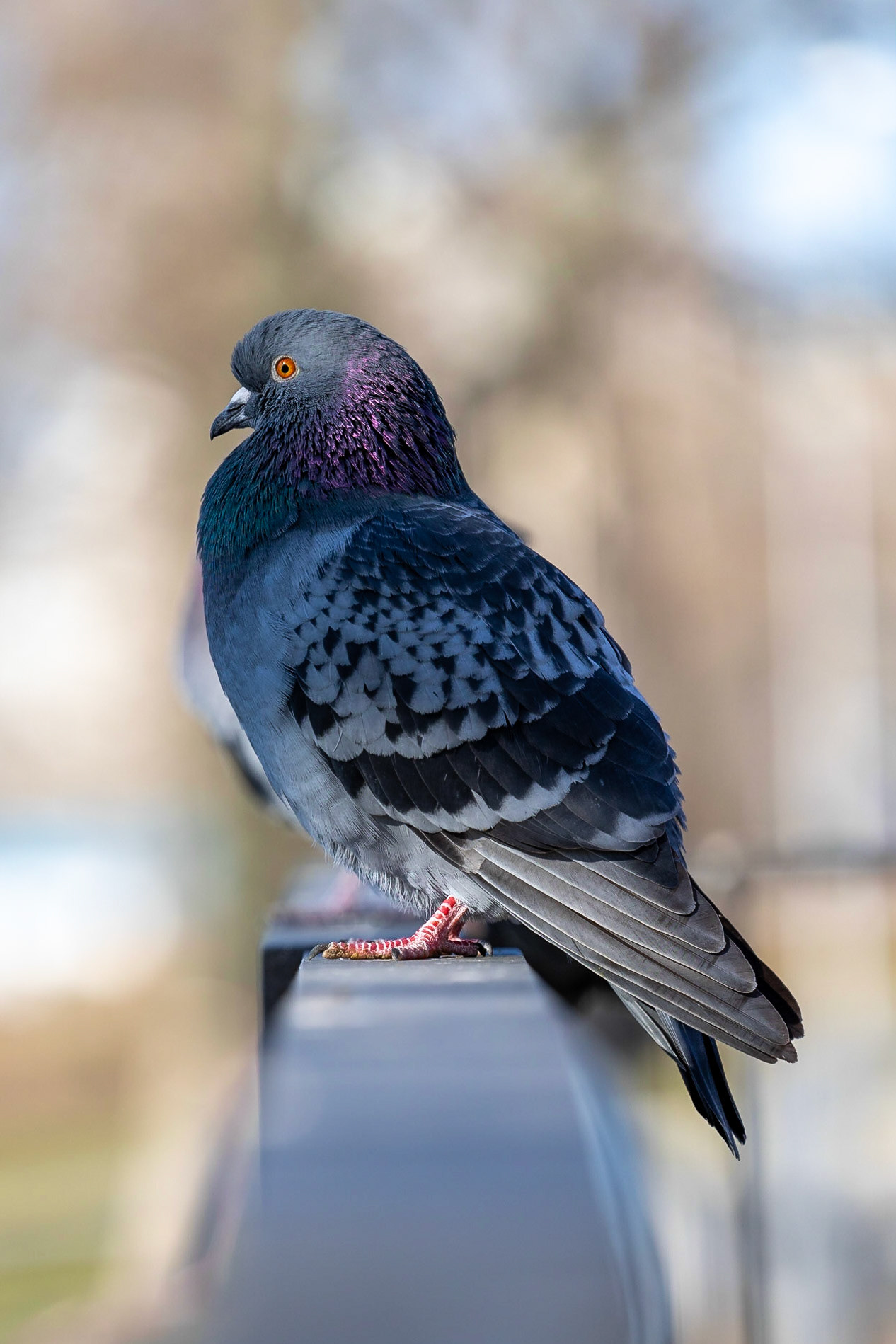 Pigeon