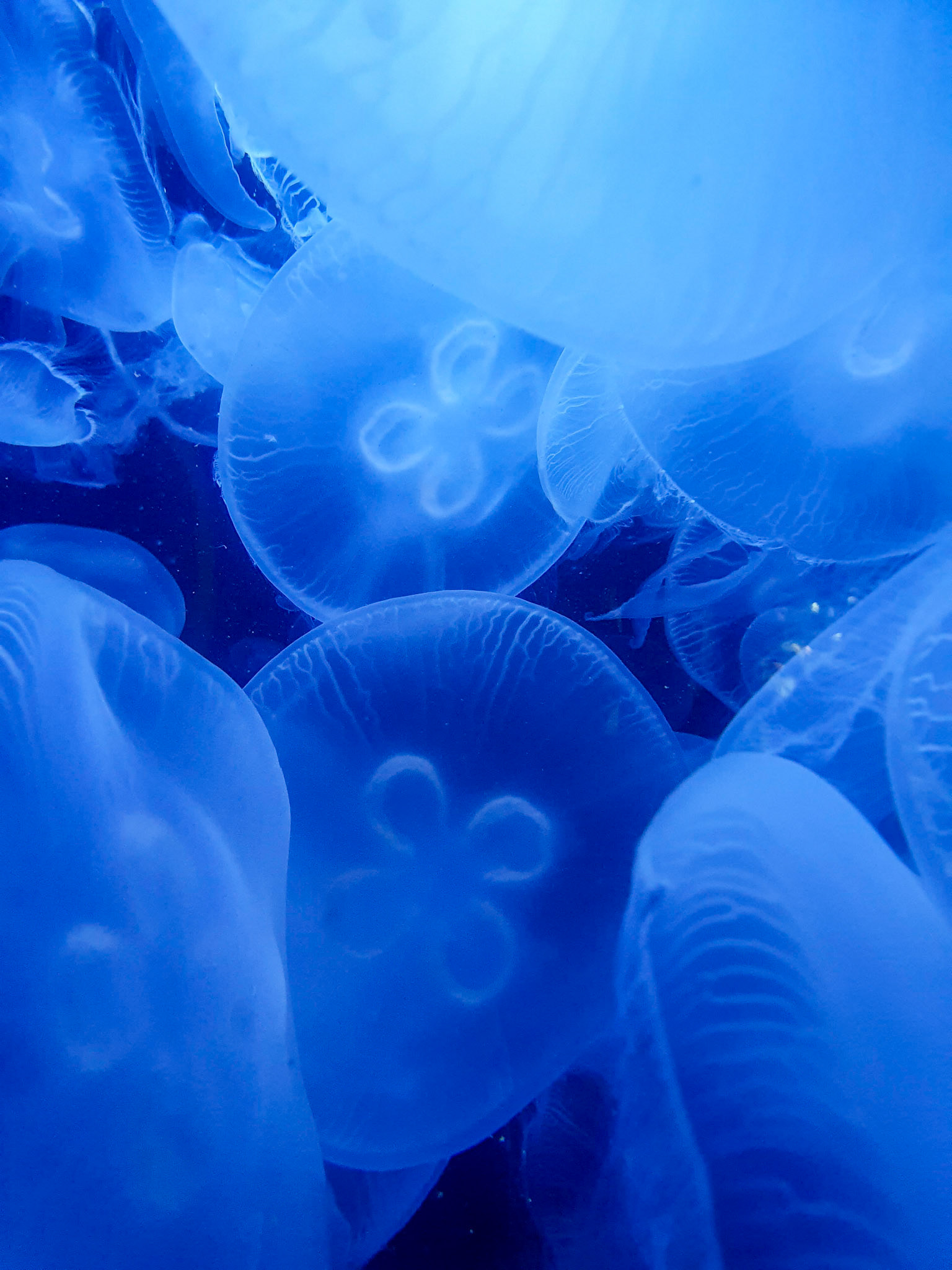 Jellyfishs