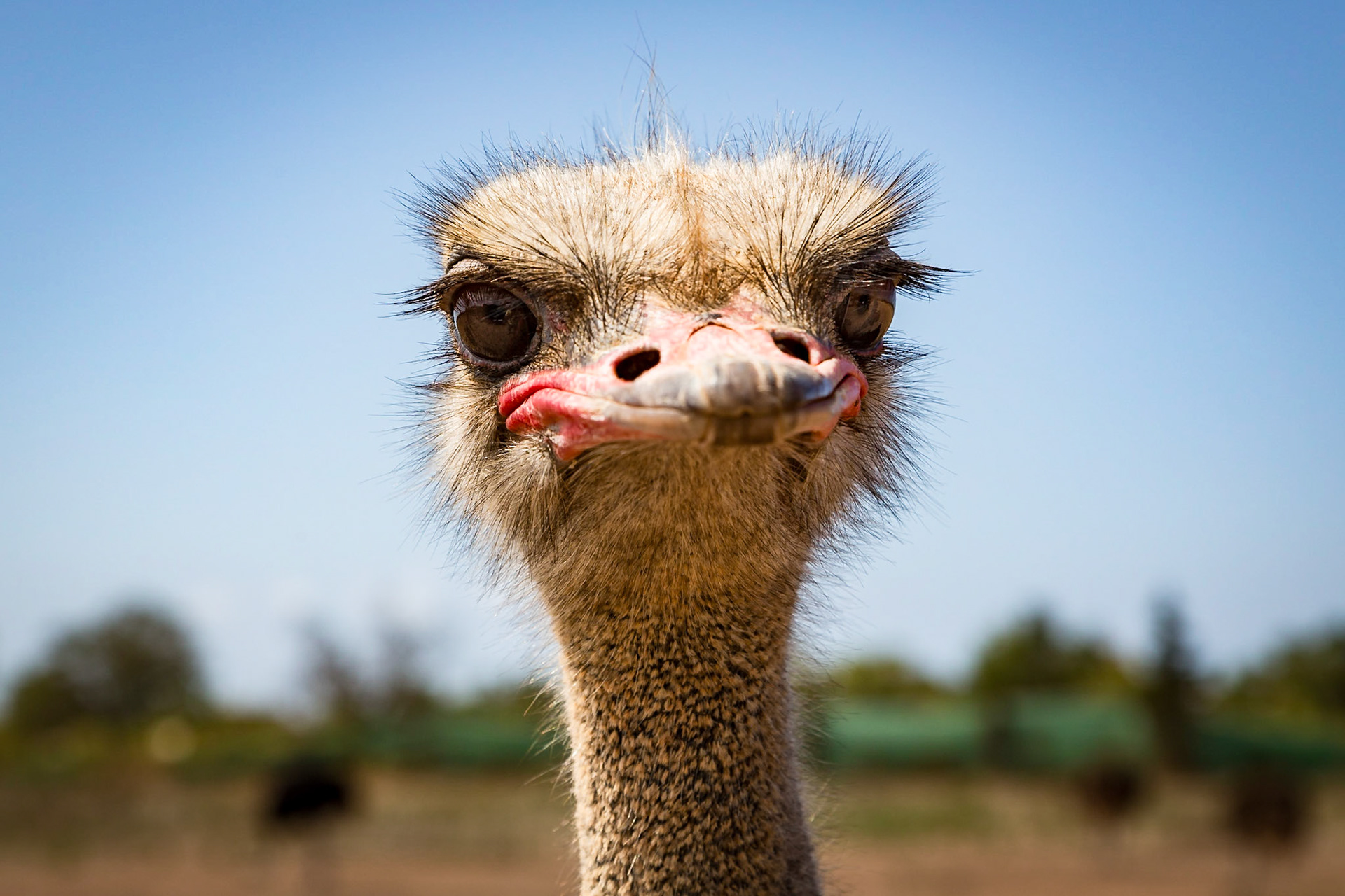Ostrich