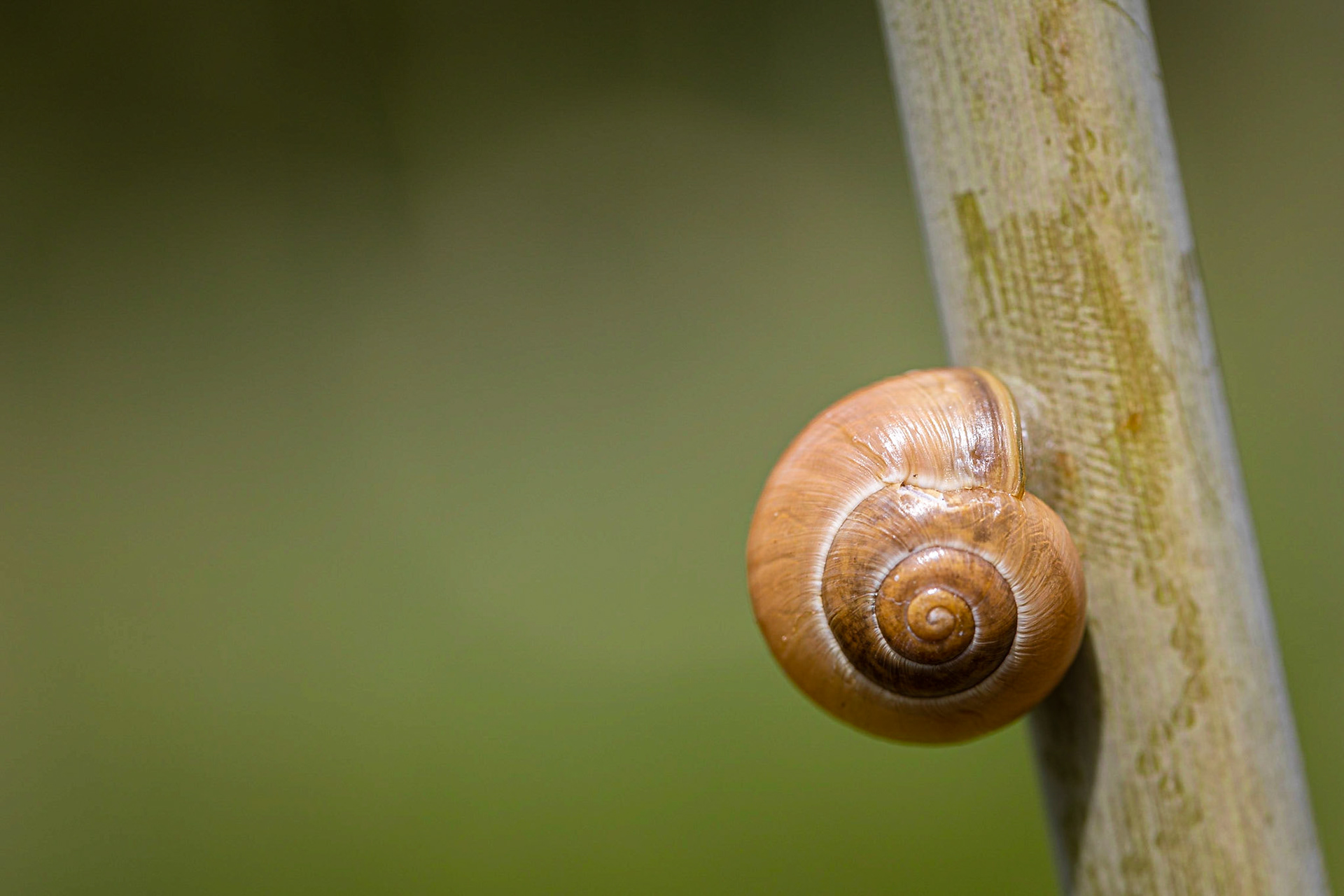 Snail
