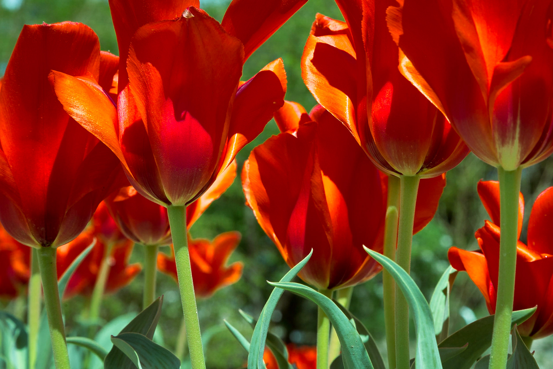 Red Tulip