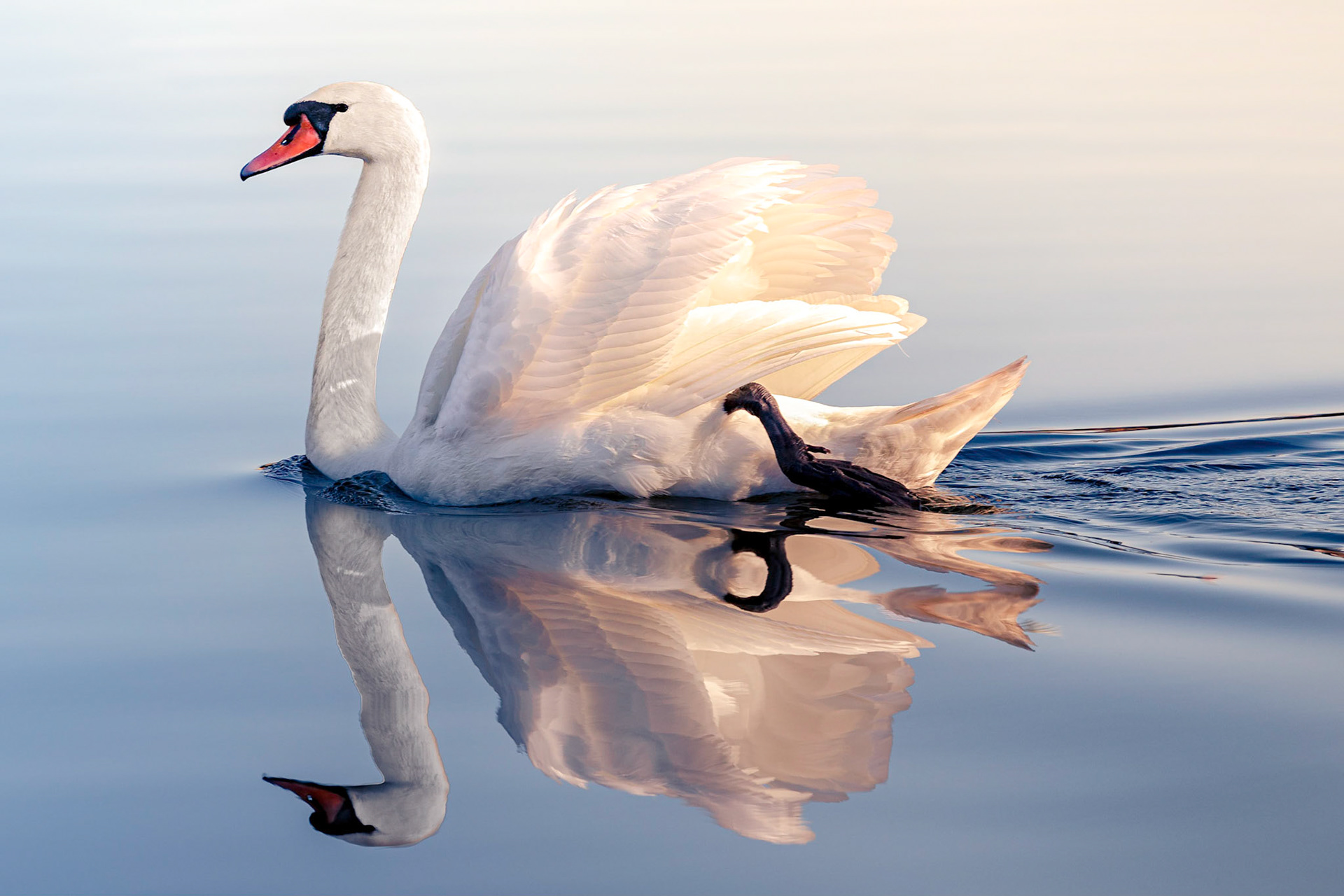 Swan