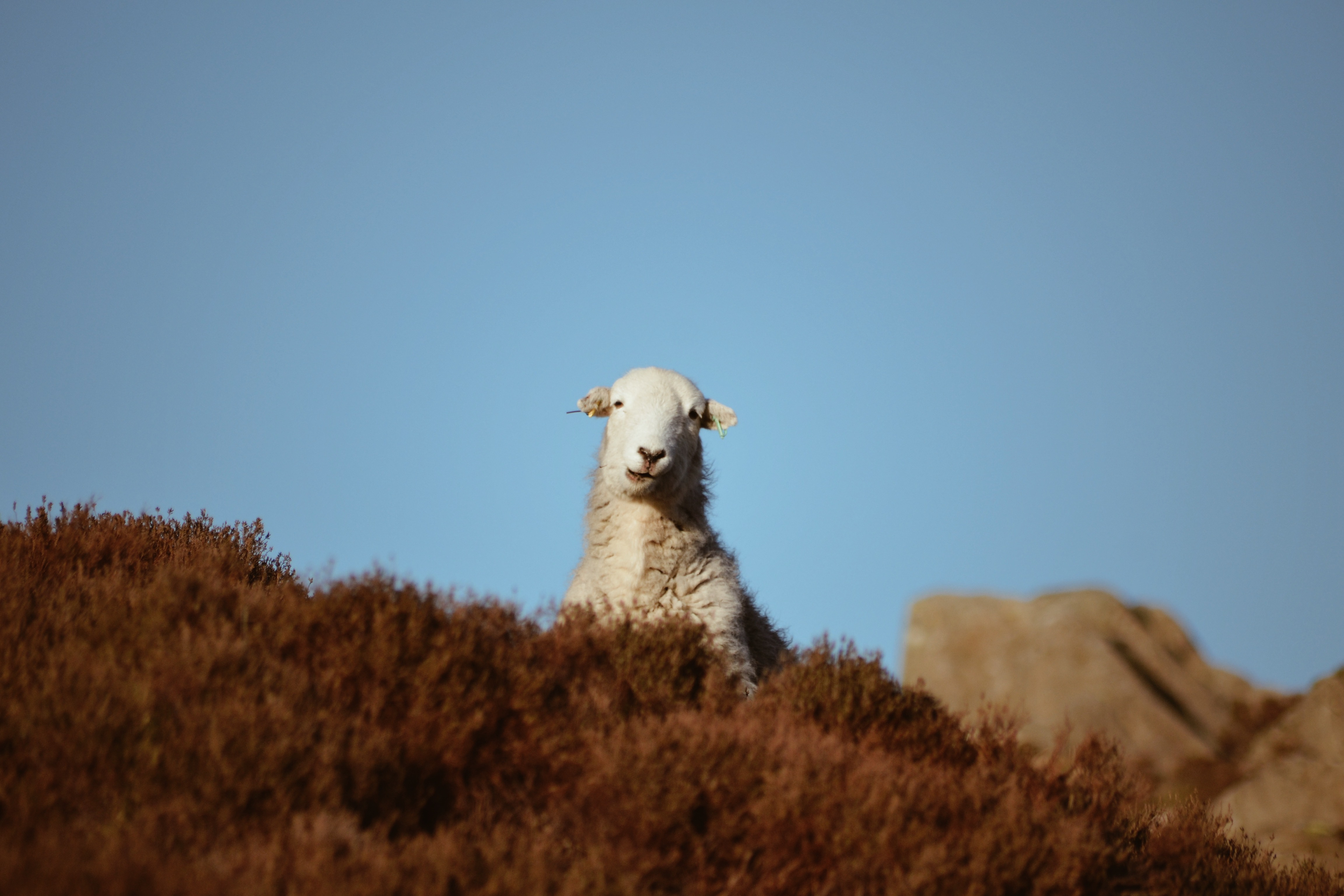 Sheep, Lake District. 