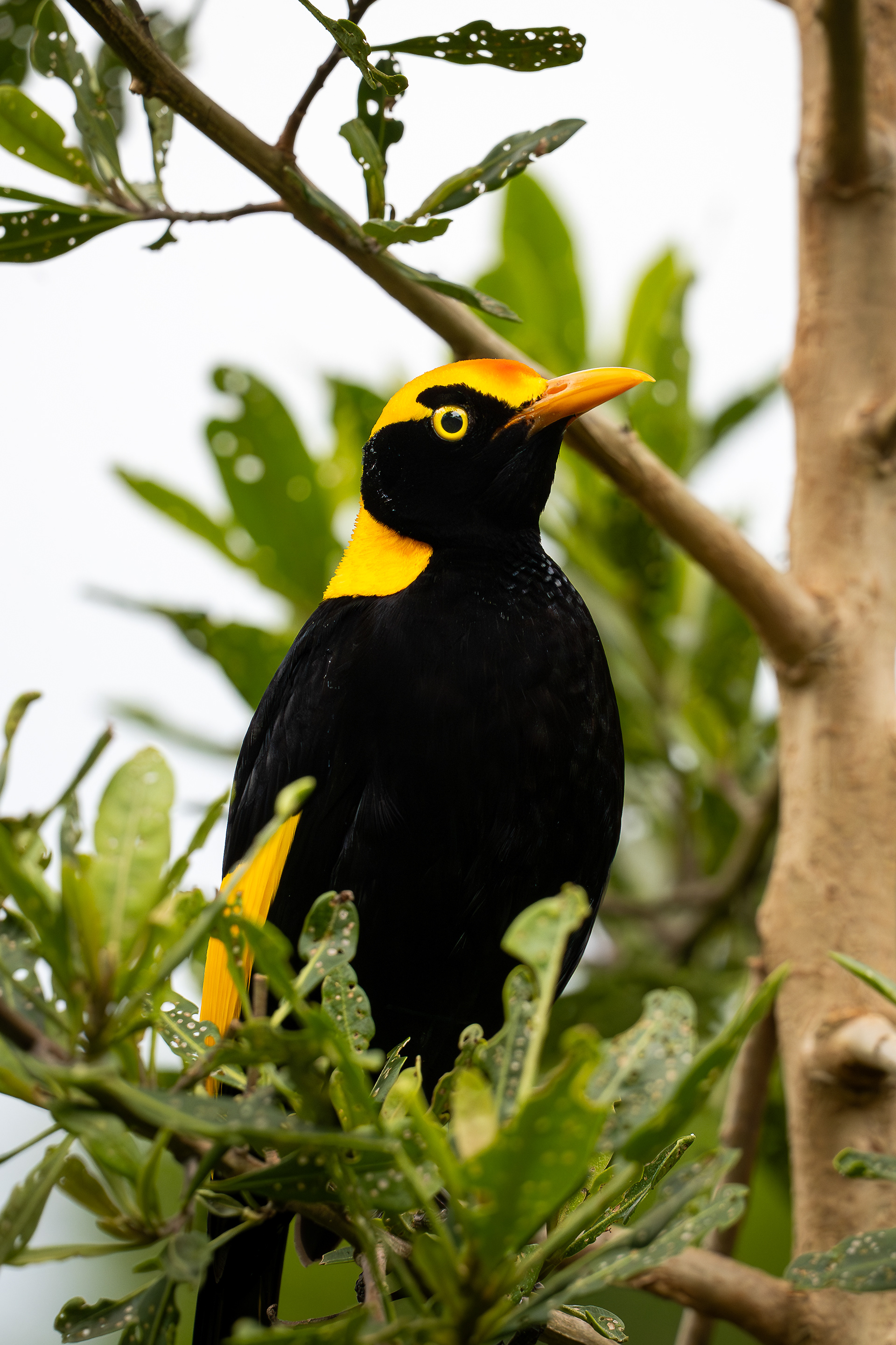 Regent Bowerbird