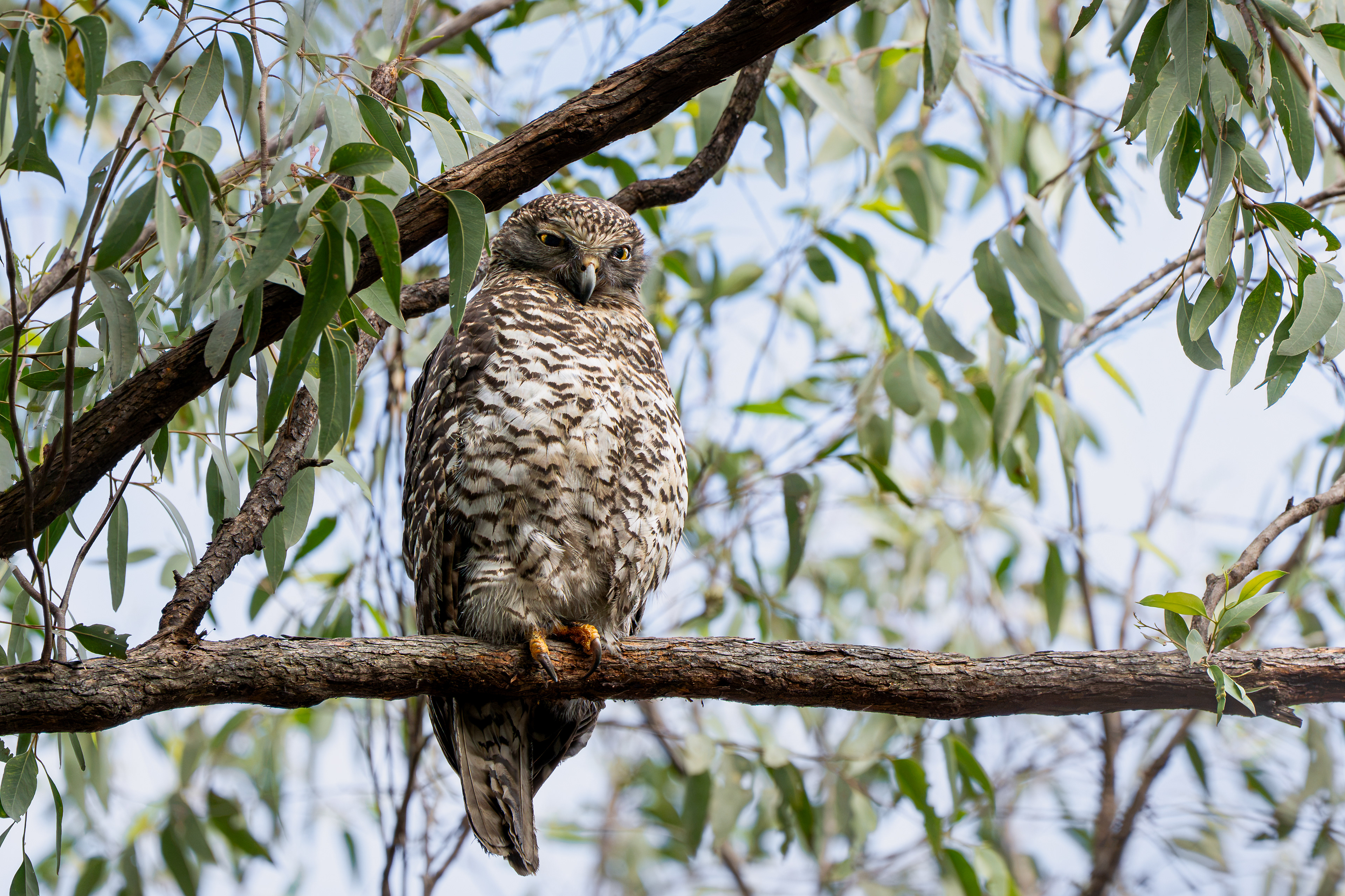 Powerful Owl