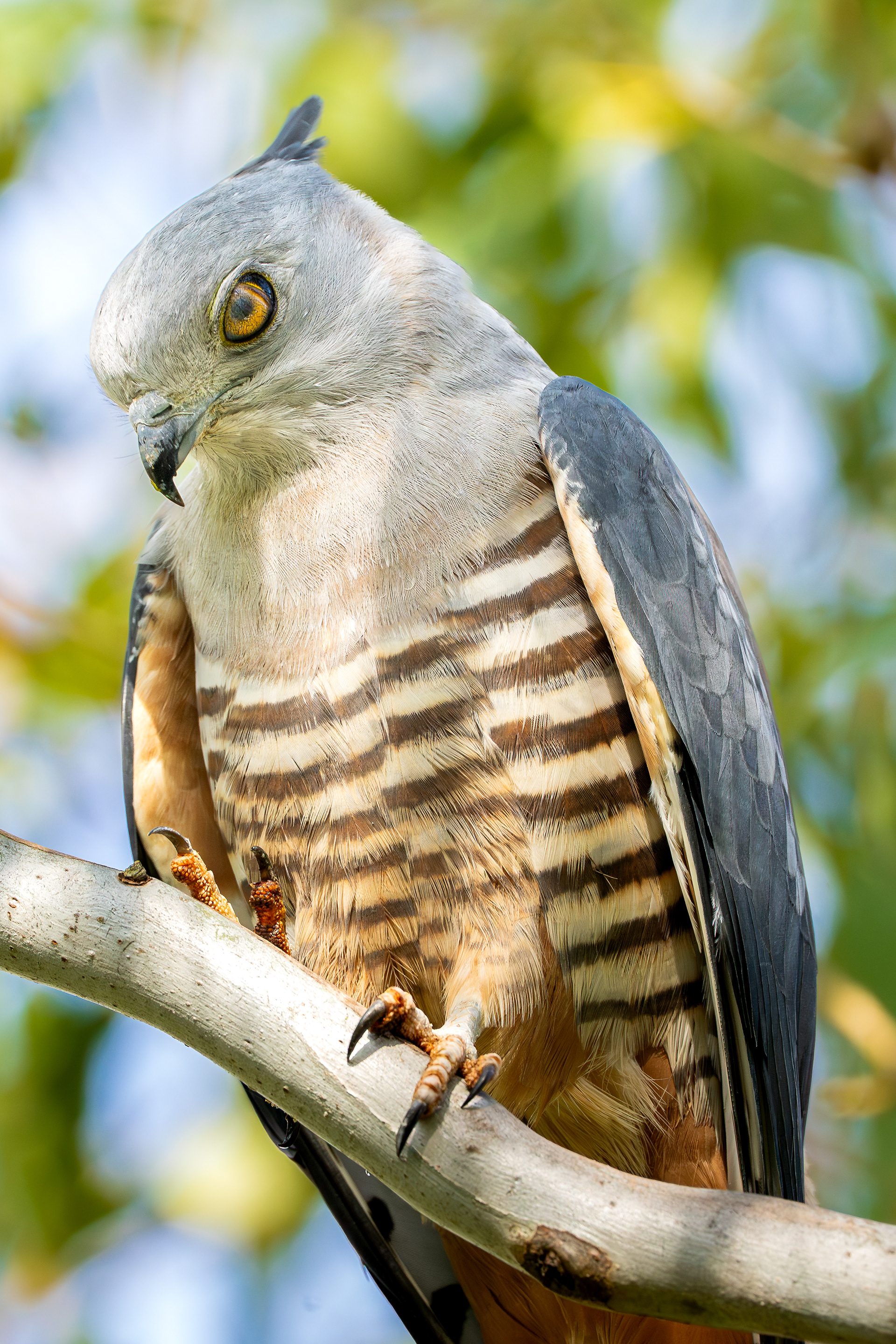 Pacific Baza