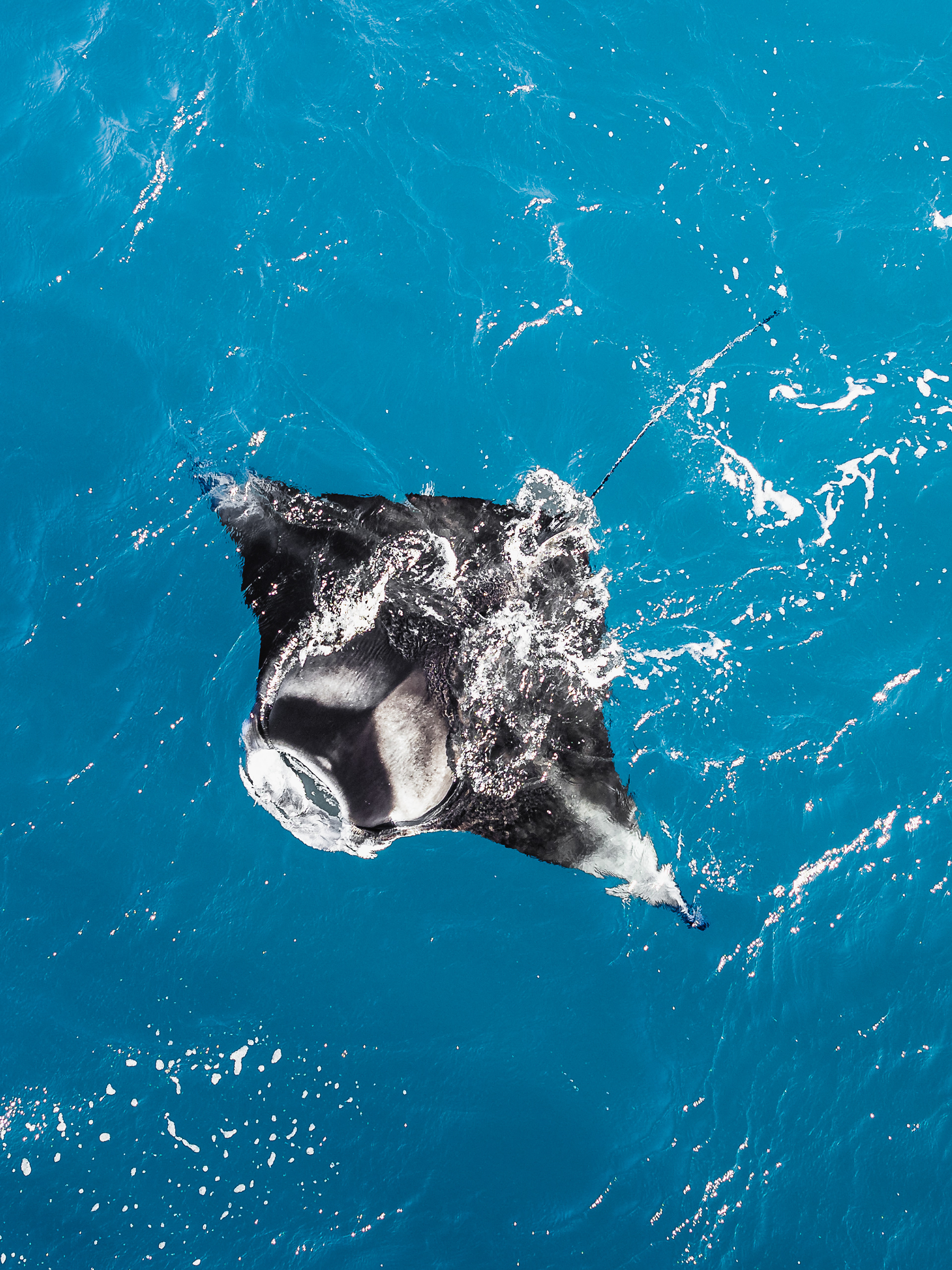 Manta Ray