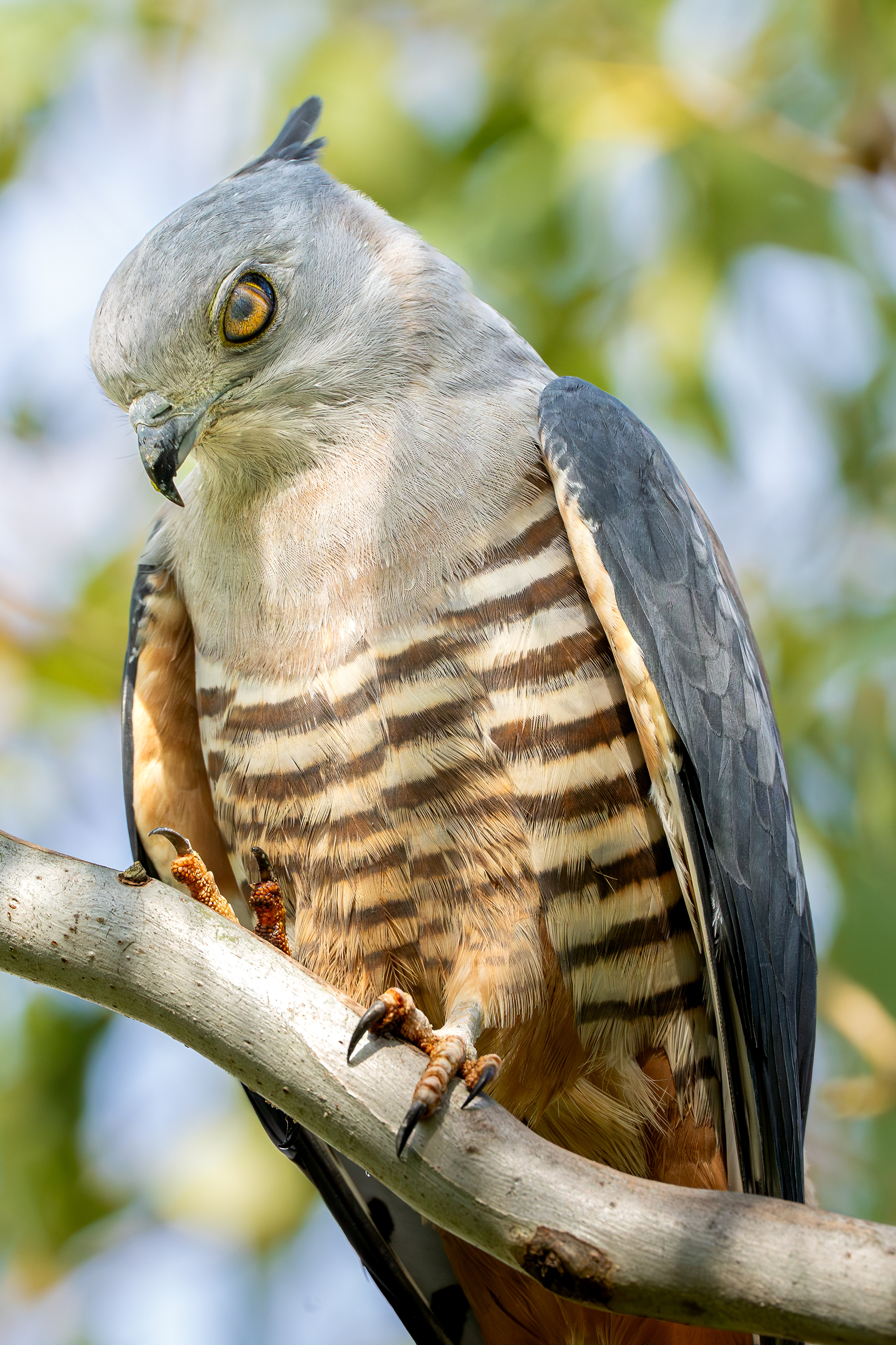 Pacific Baza