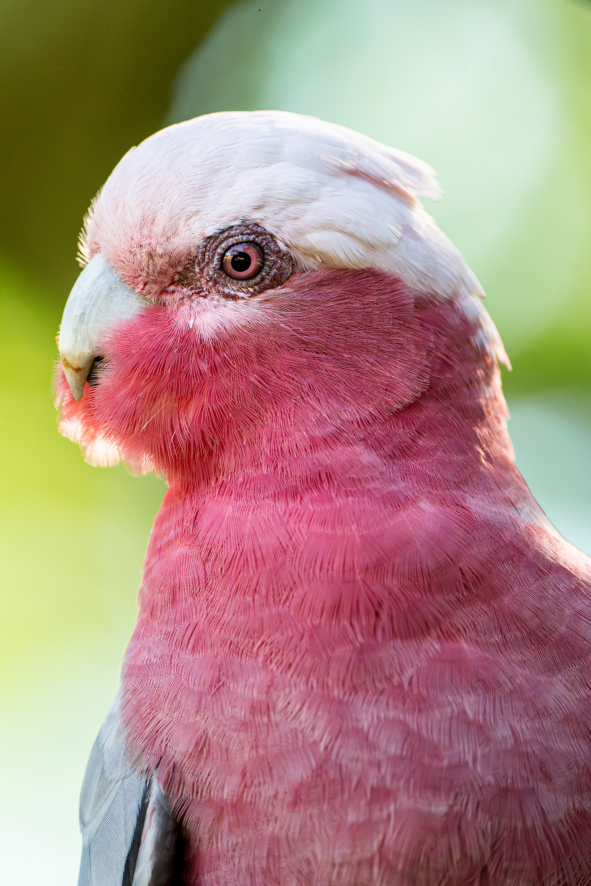 Galah