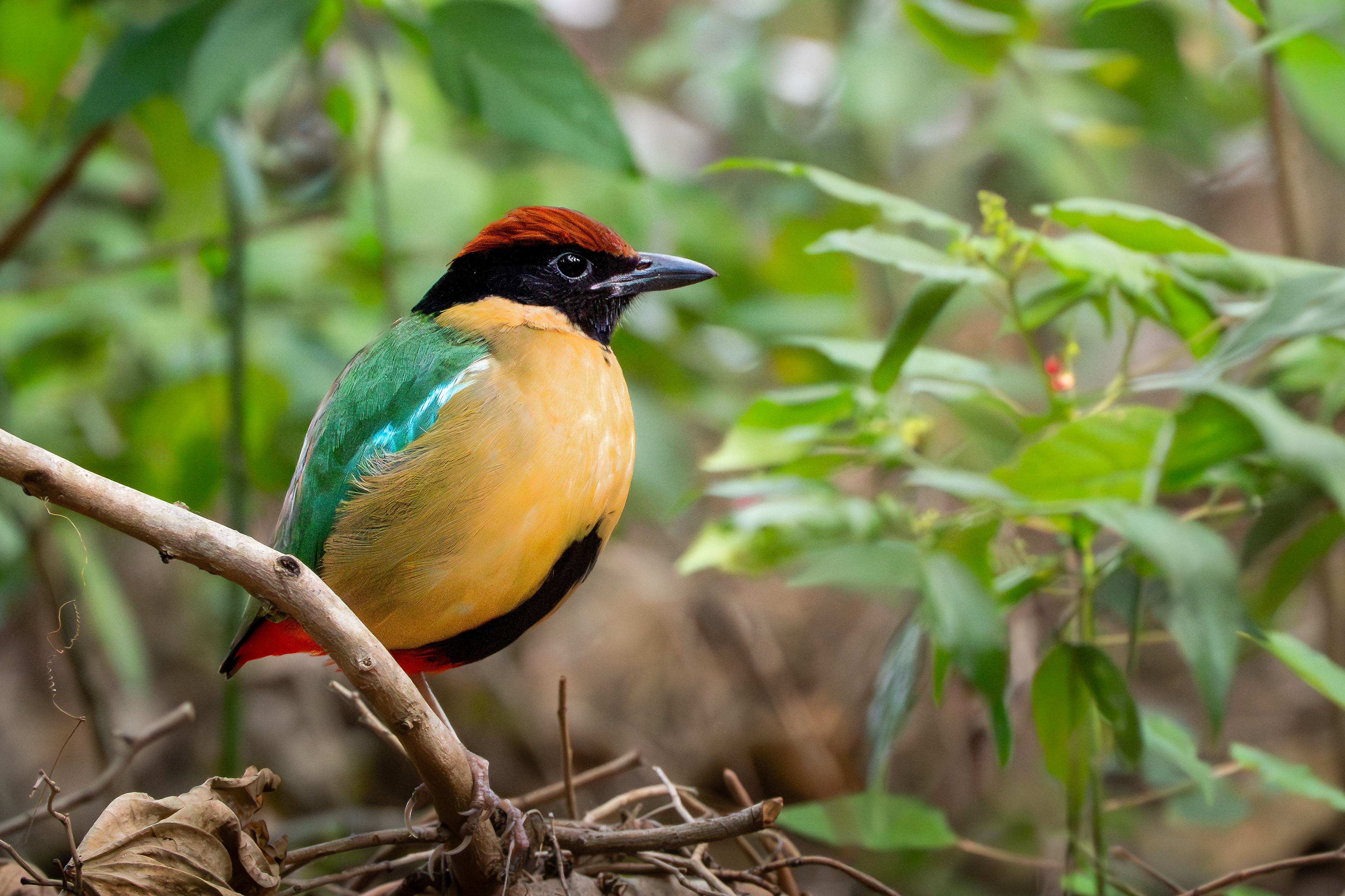 Noisy Pitta