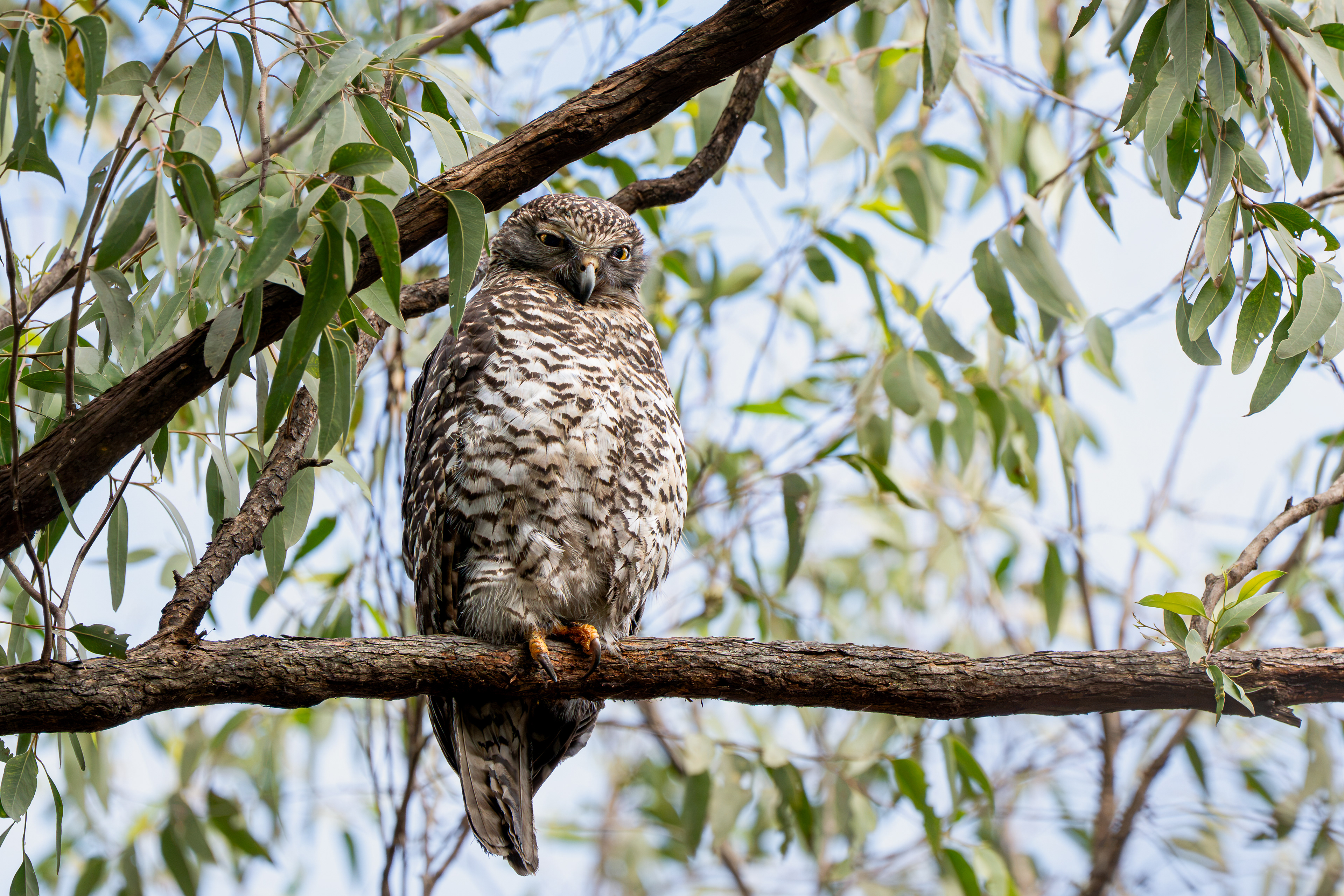 Powerful Owl