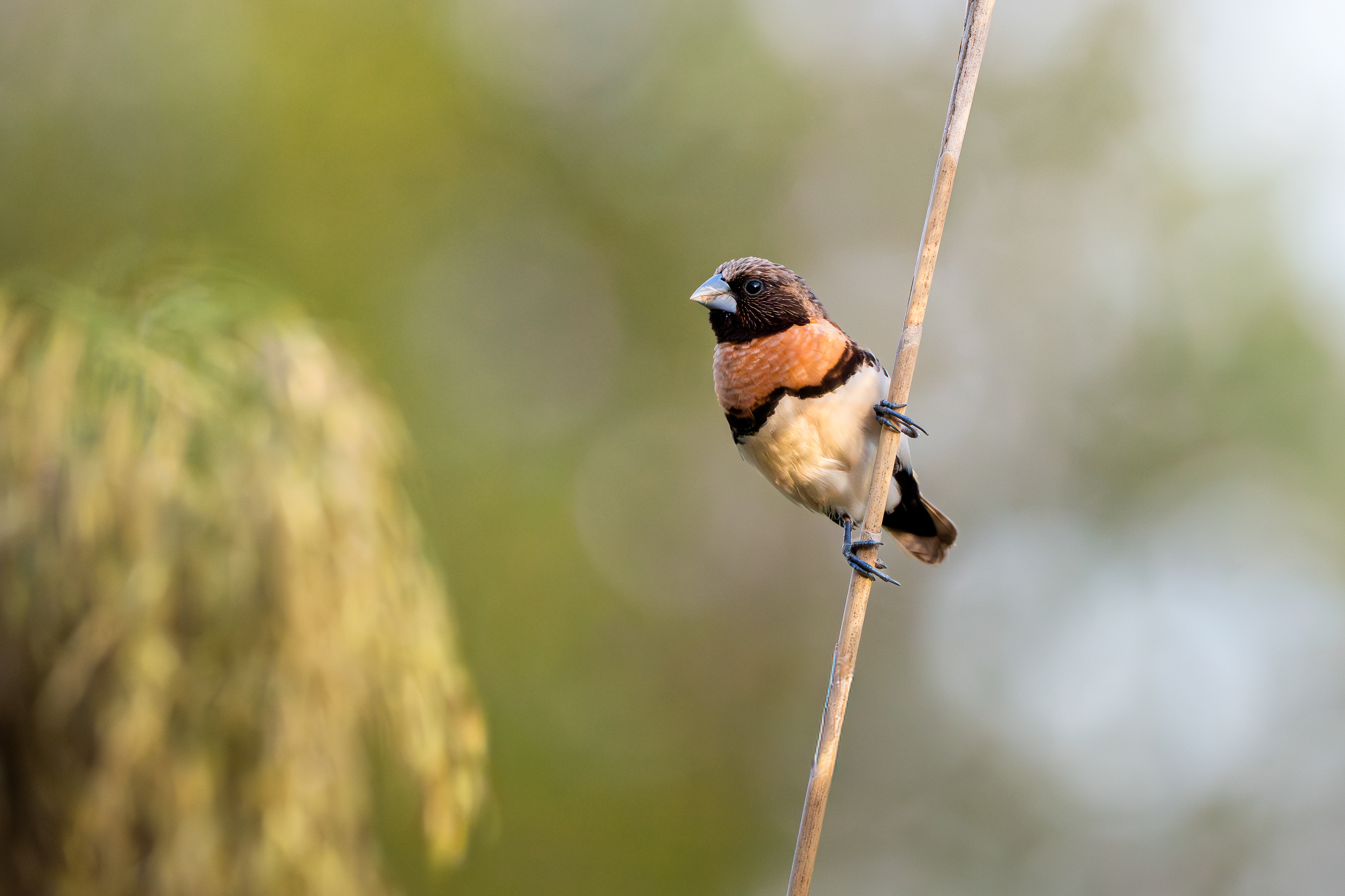 Chestnut-Breasted Mannikin