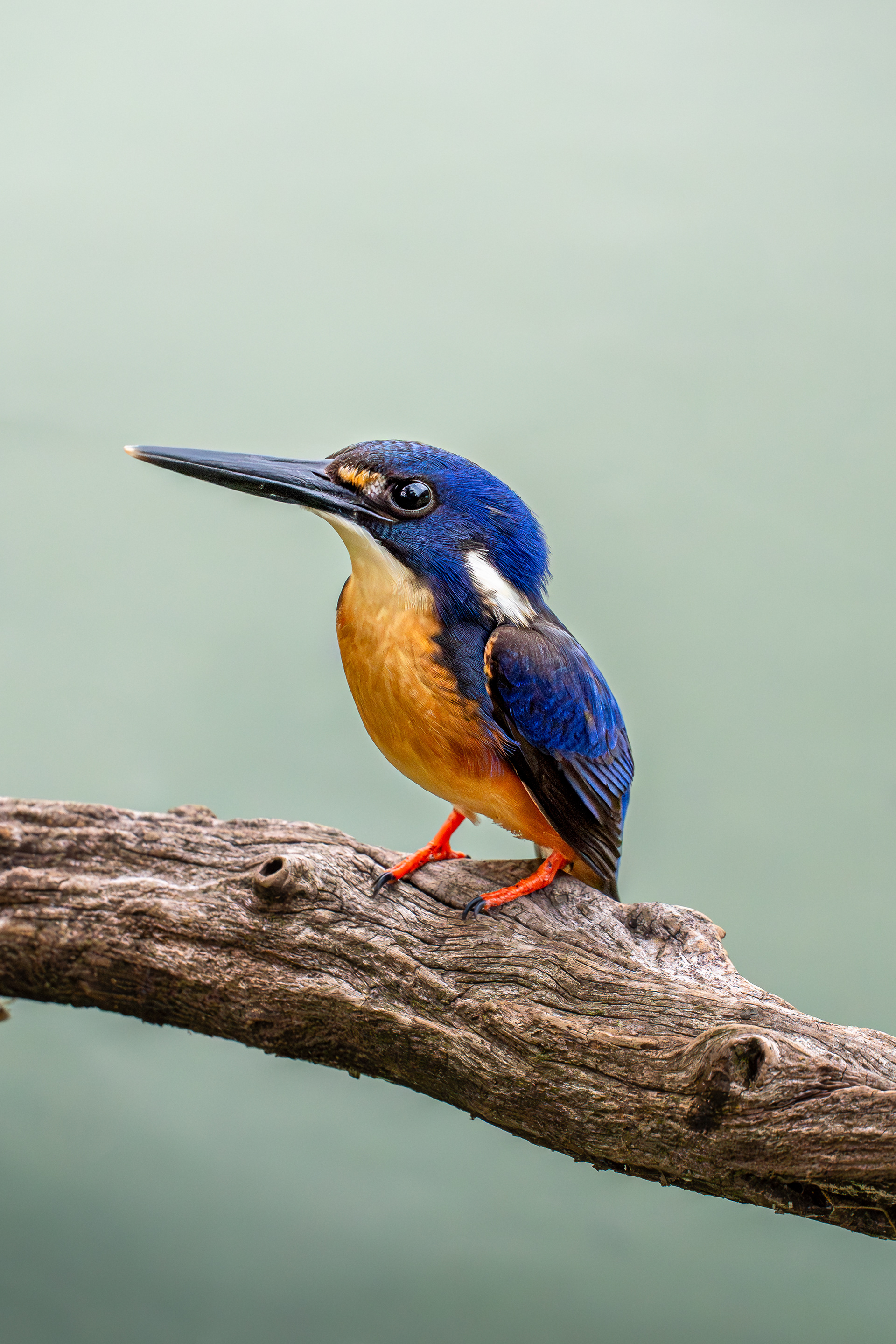 Azure Kingfisher