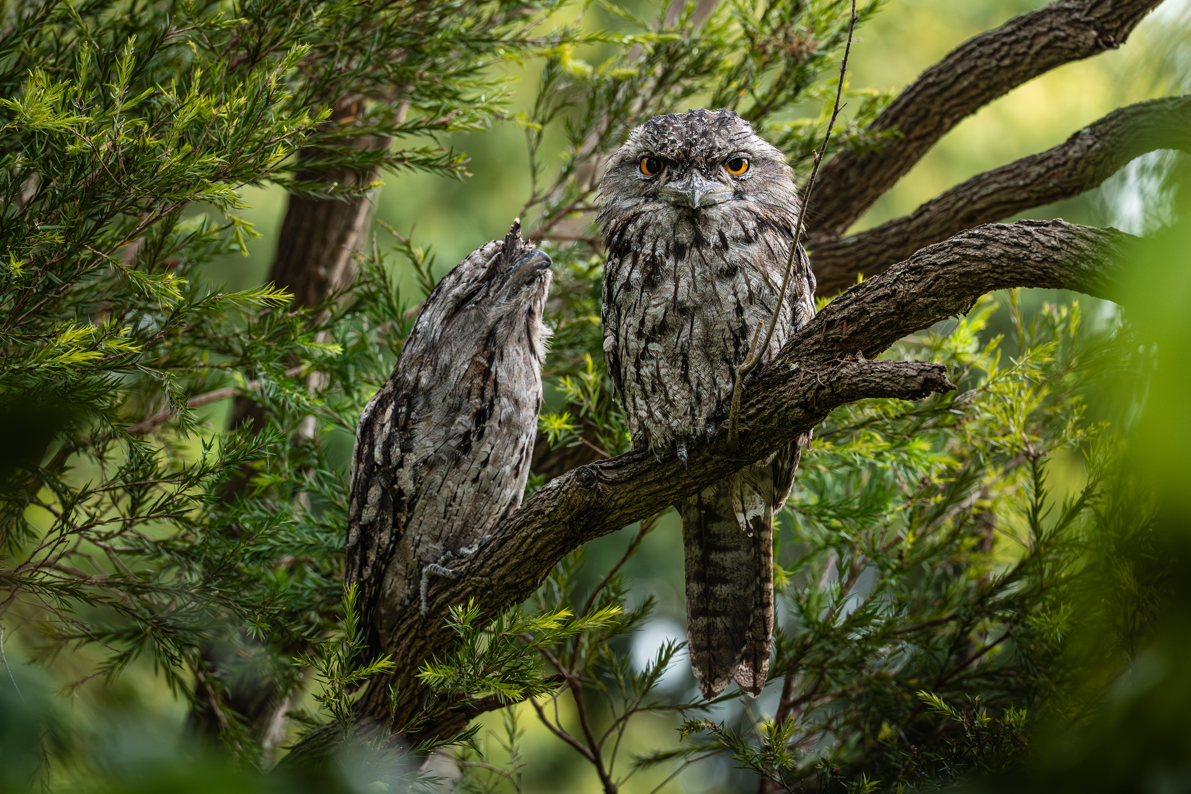 Tawny Frogmouth