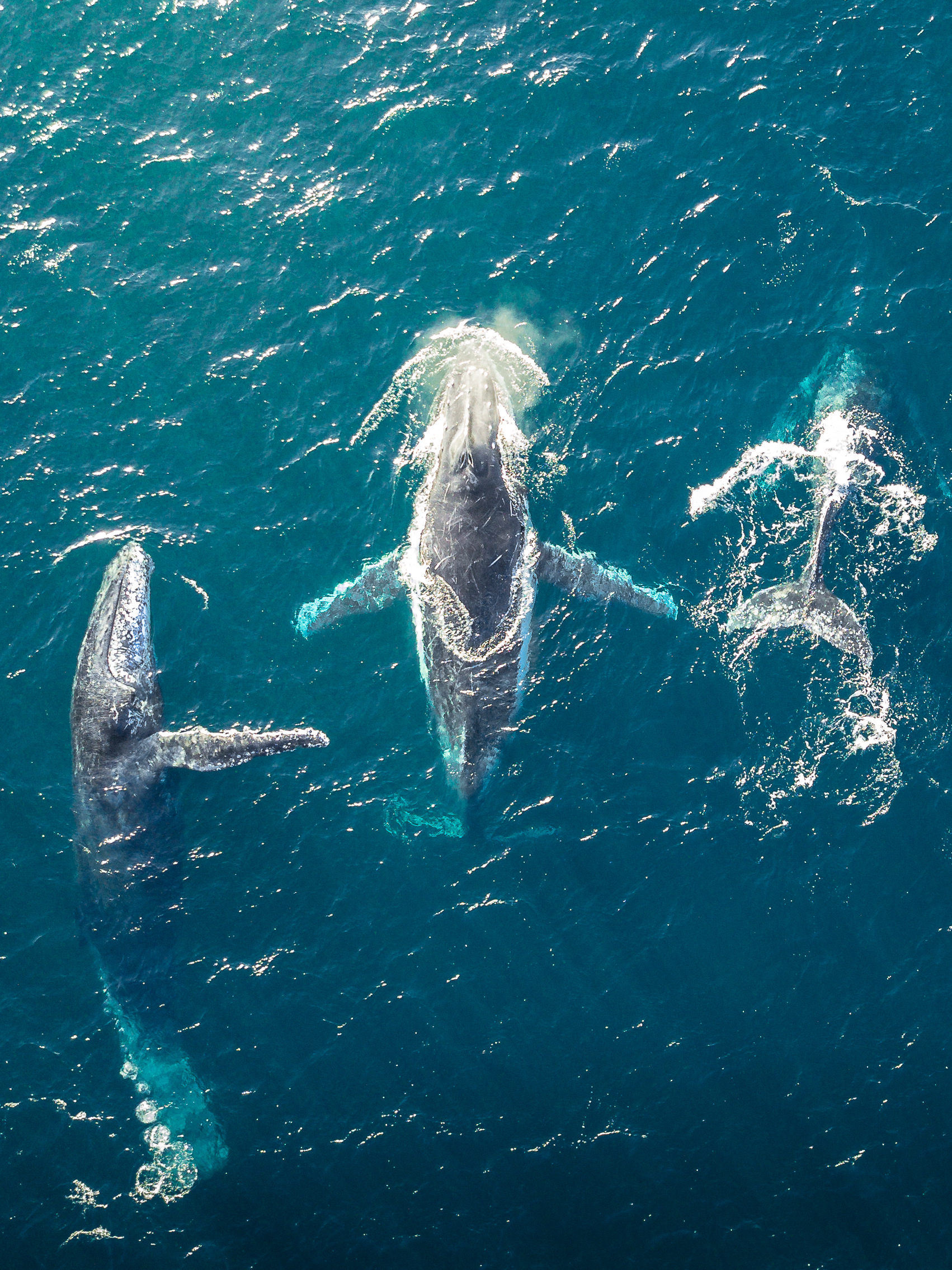 Humpback Whales