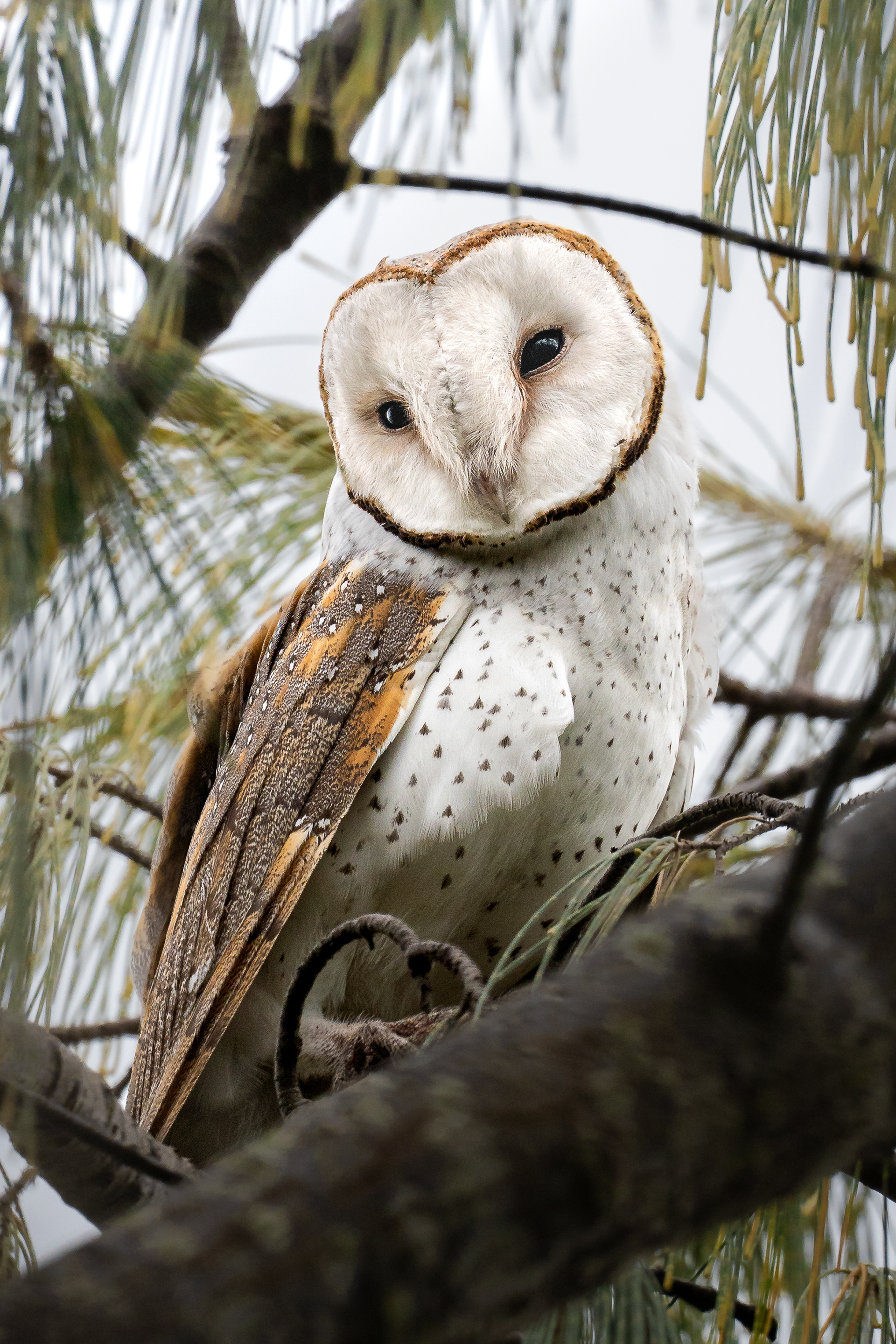 Eastern Barn Owl