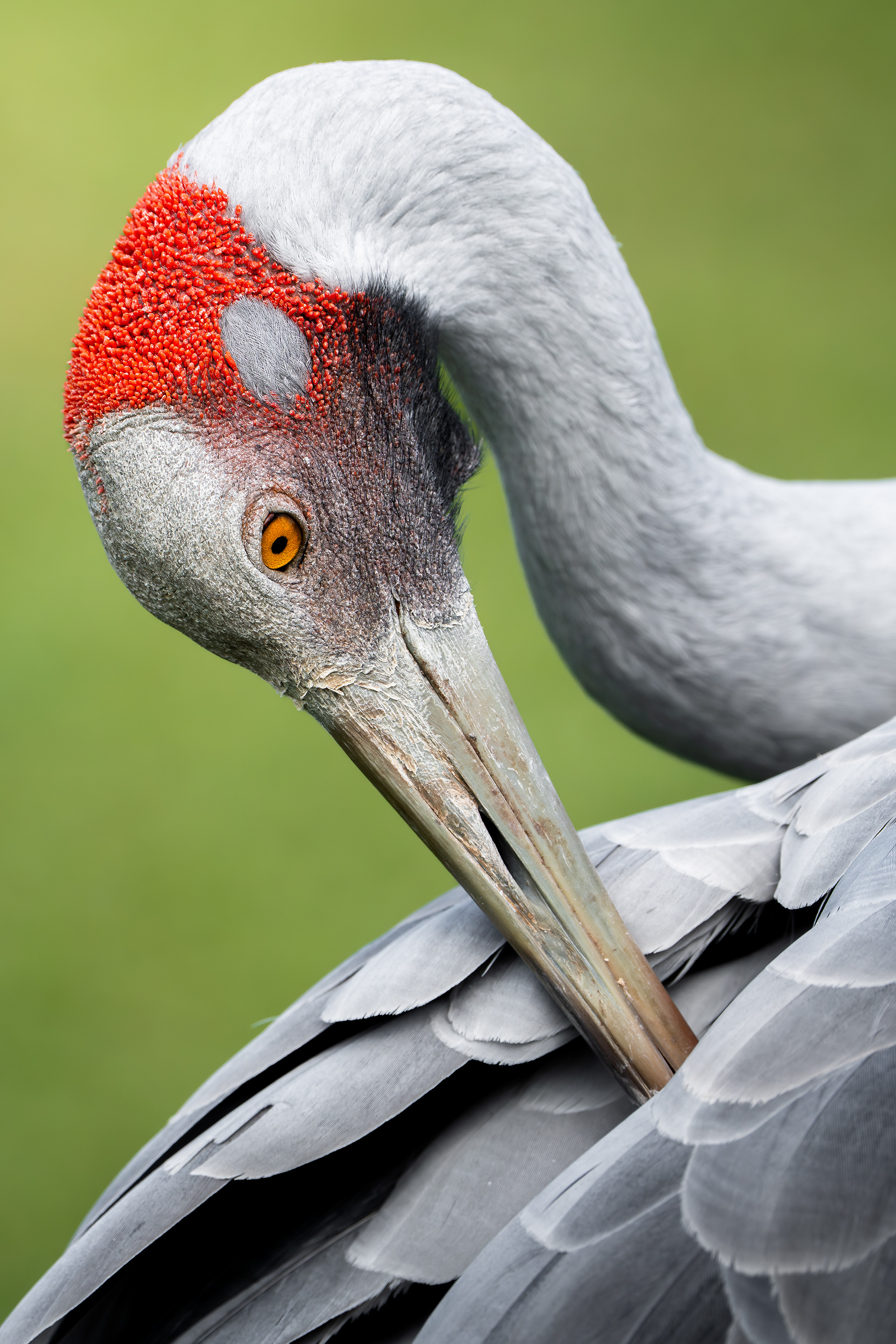 Brolga