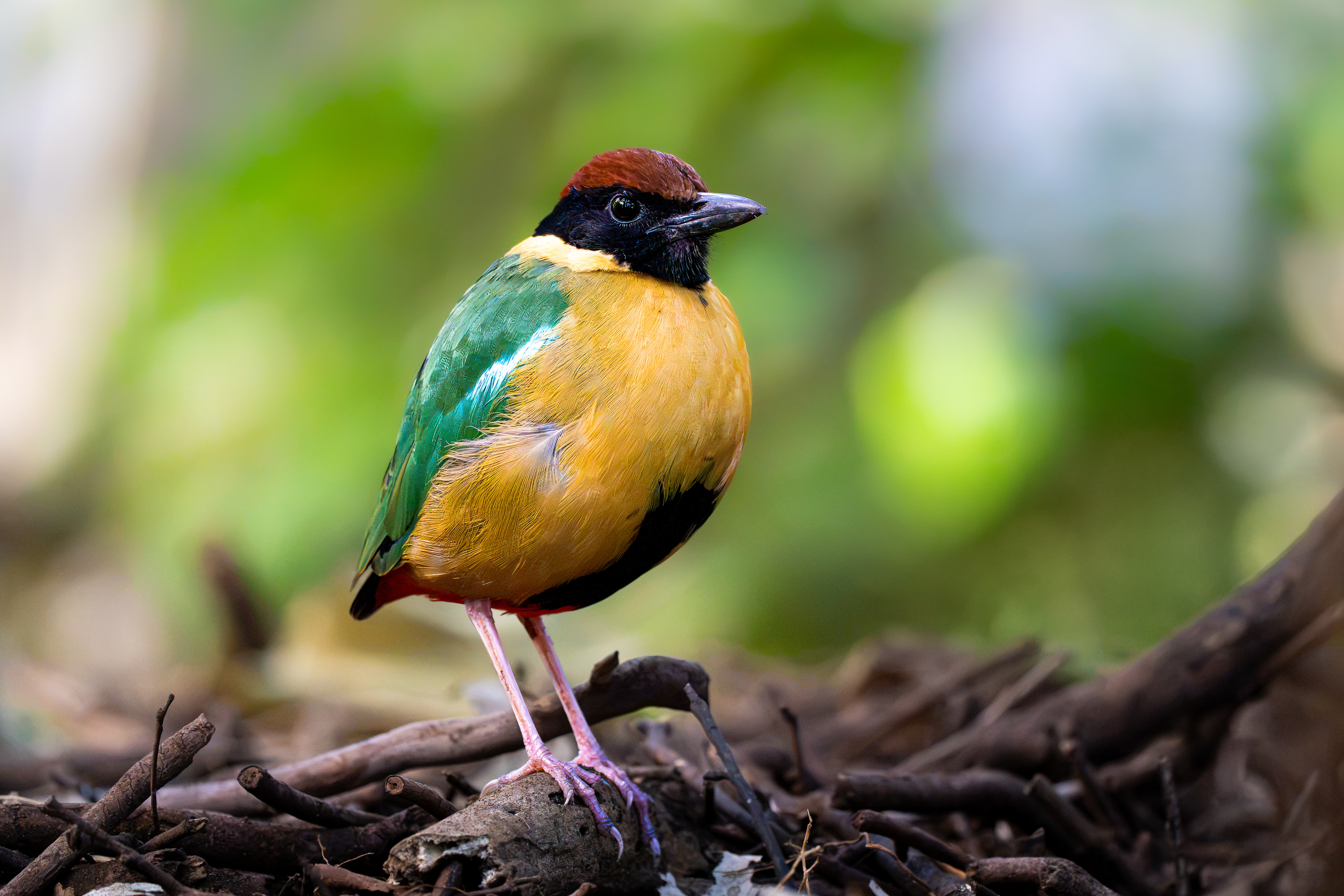 Noisy Pitta