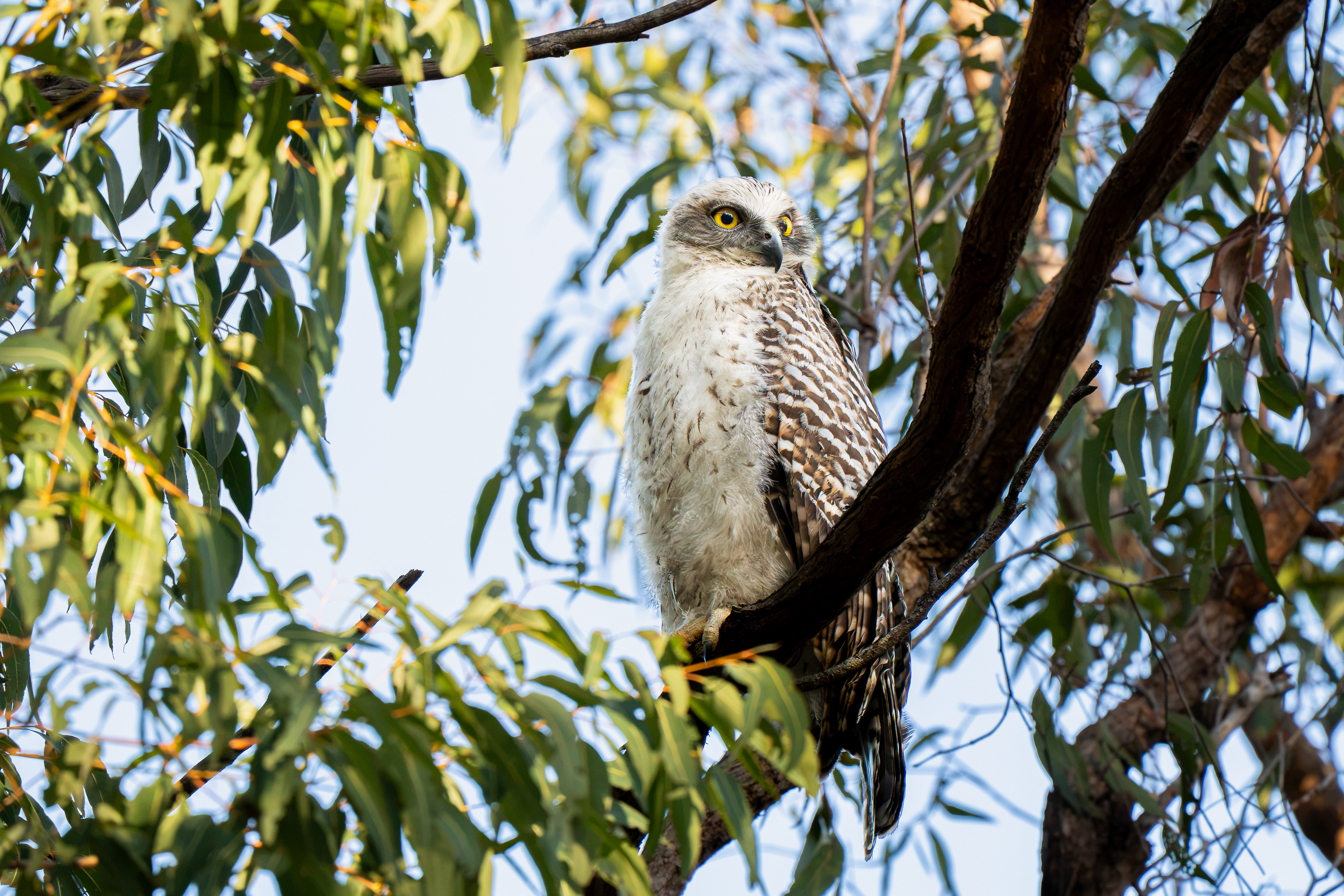 Powerful Owl (Juvenile)