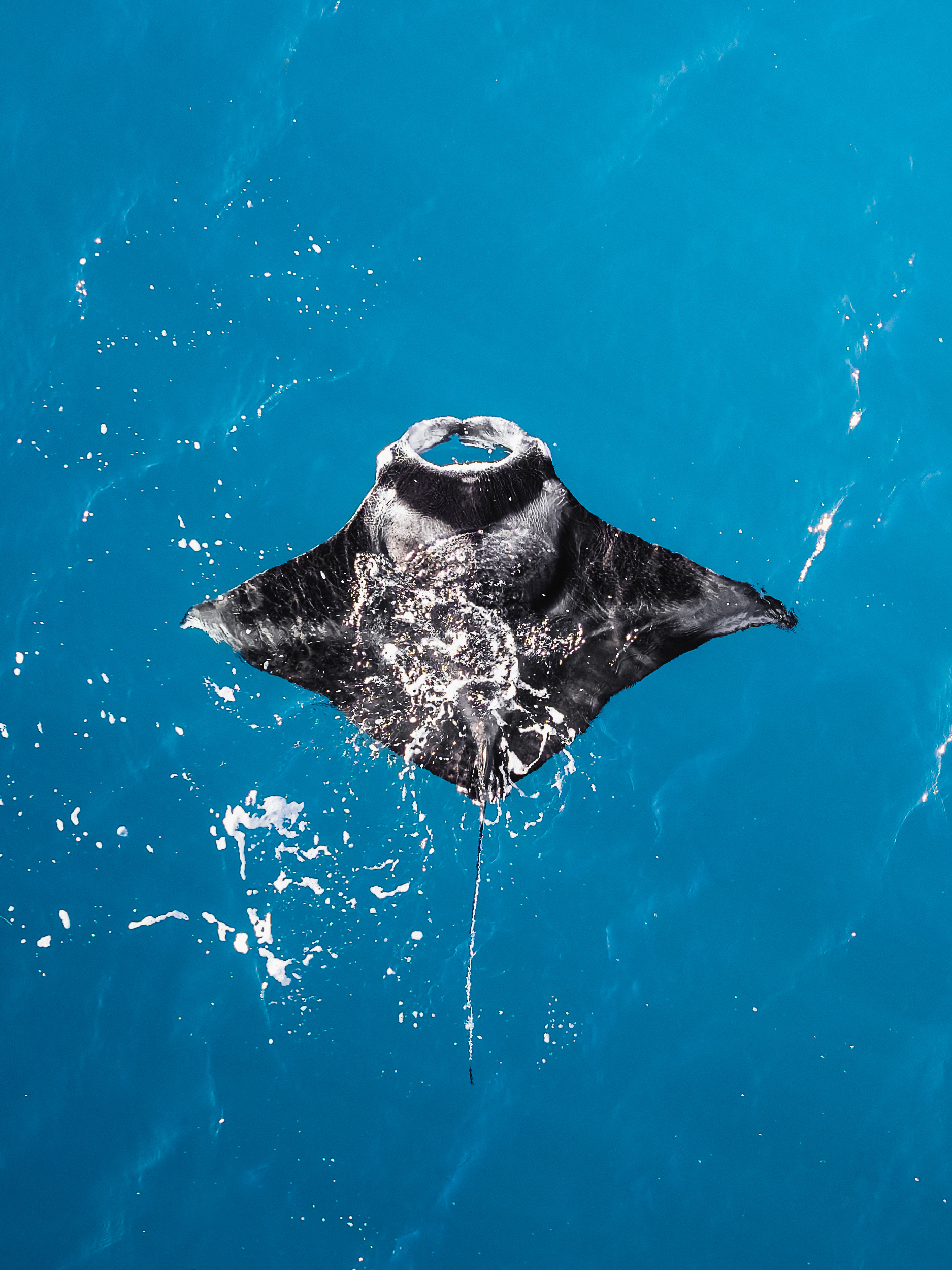 Manta Ray