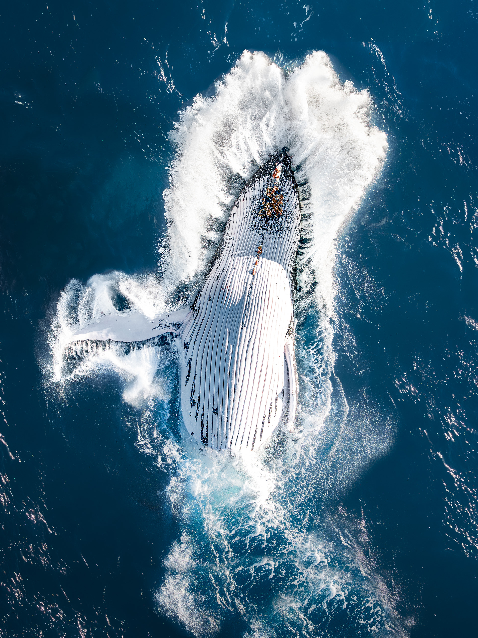 Humpback Whale