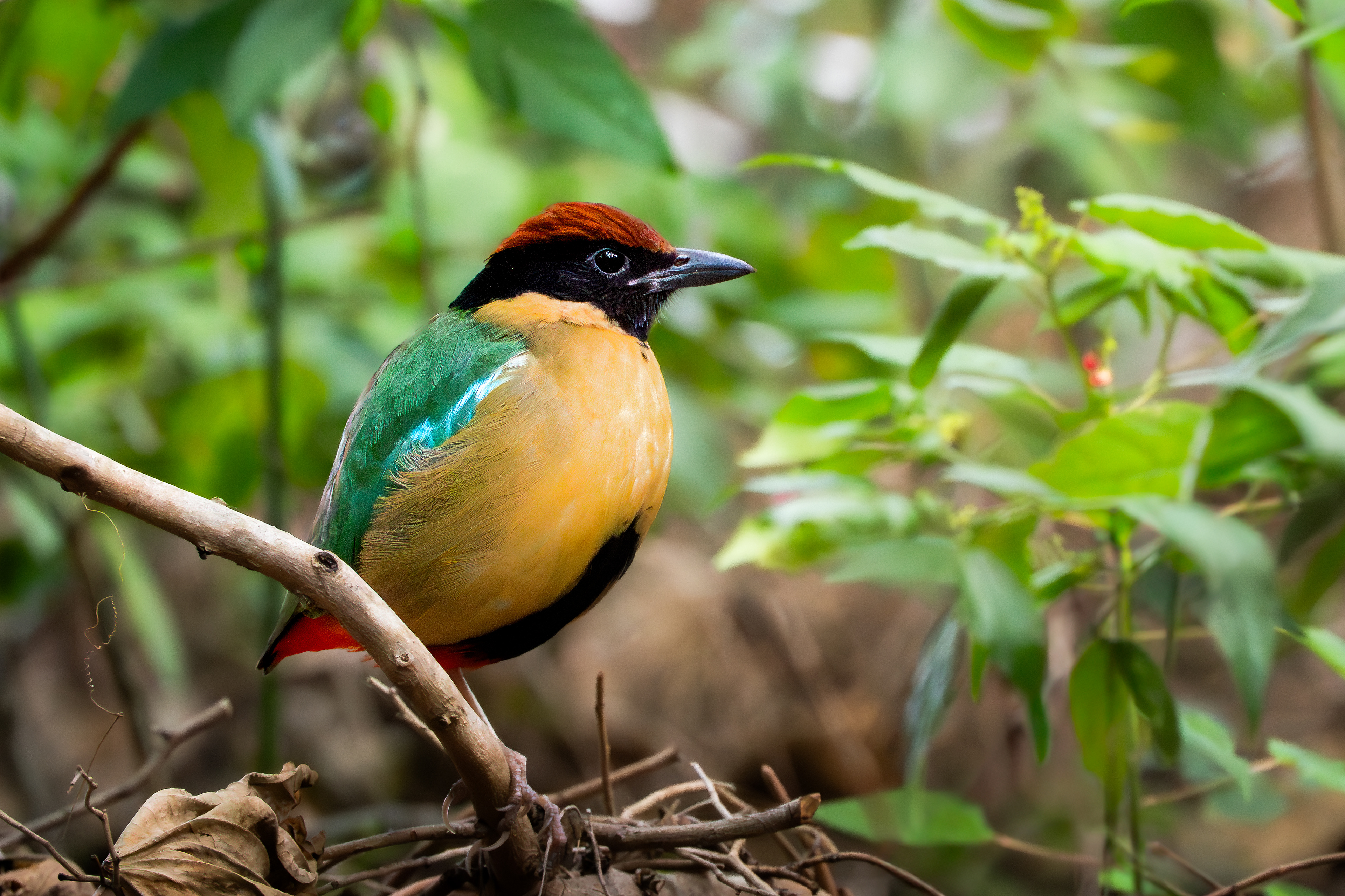 Noisy Pitta