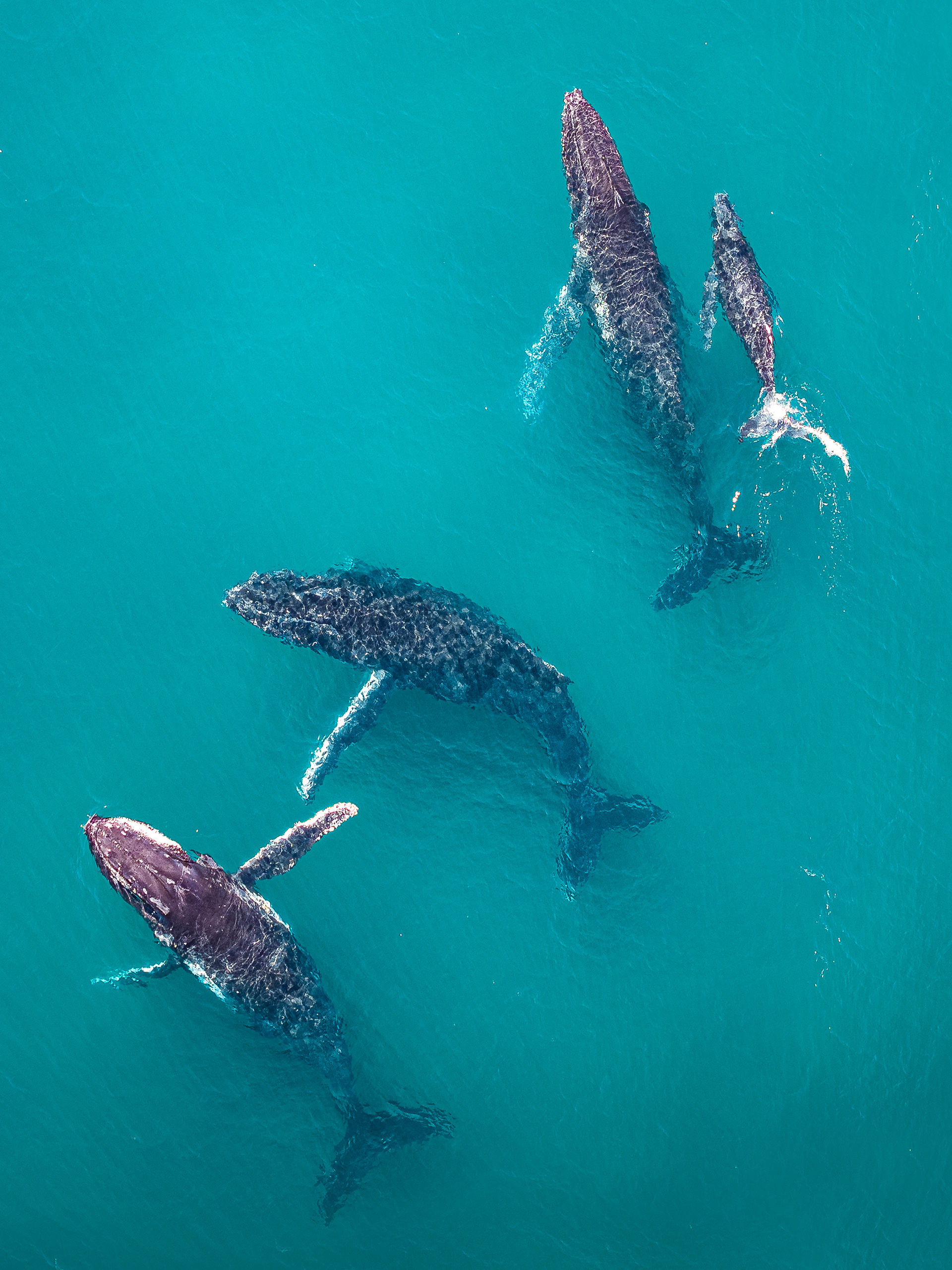 Humpback Whales