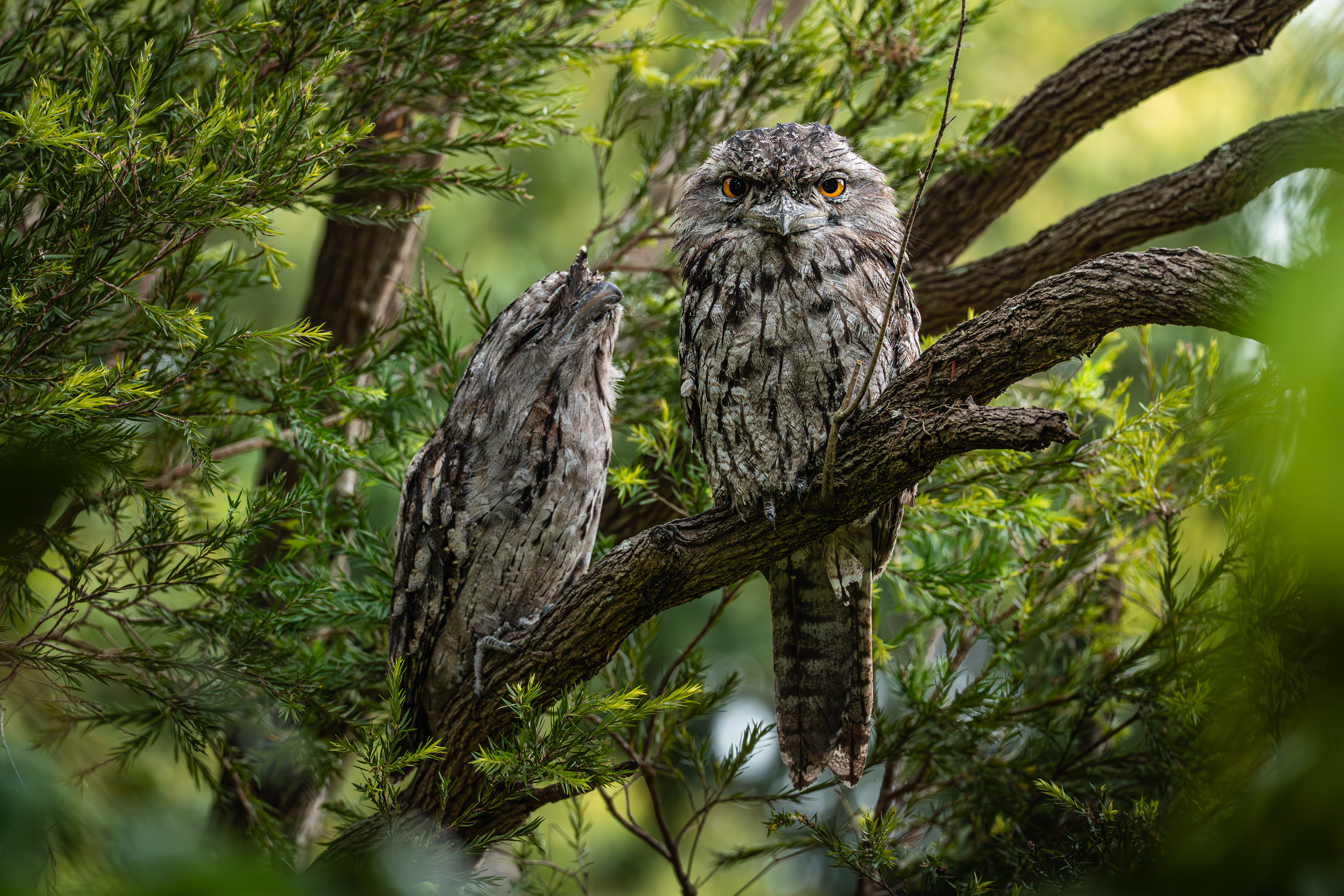 Tawny Frogmouth