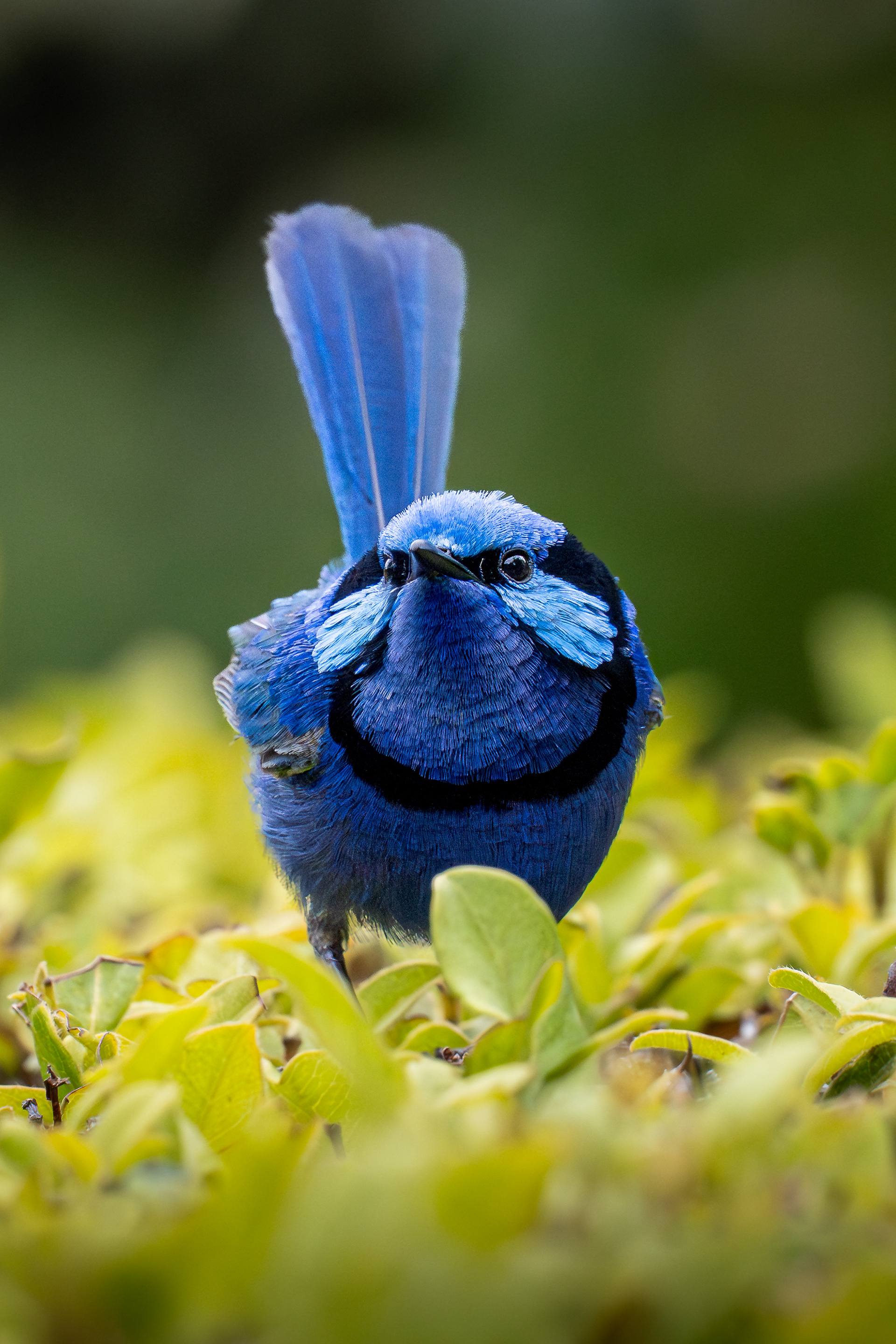 Splendid Fariywren