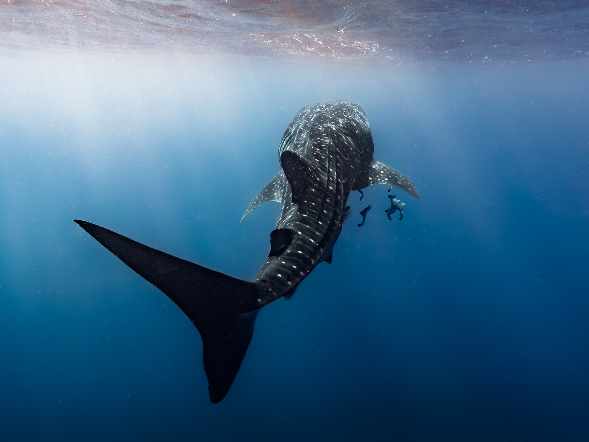 Whale Shark